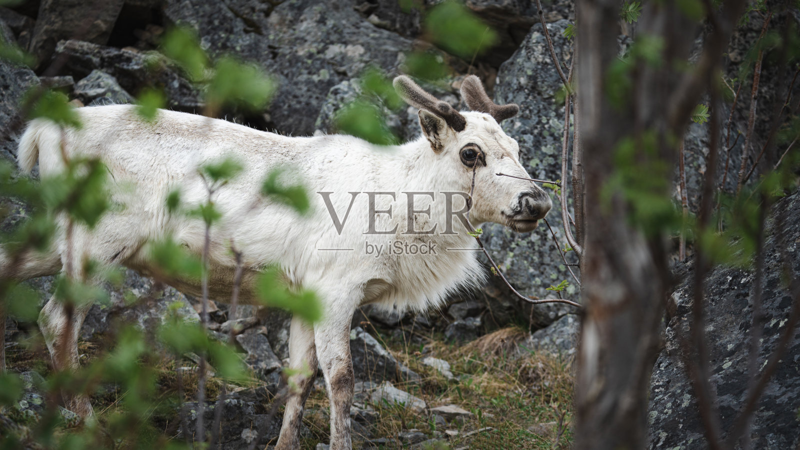 一只驯鹿穿过山脉照片摄影图片