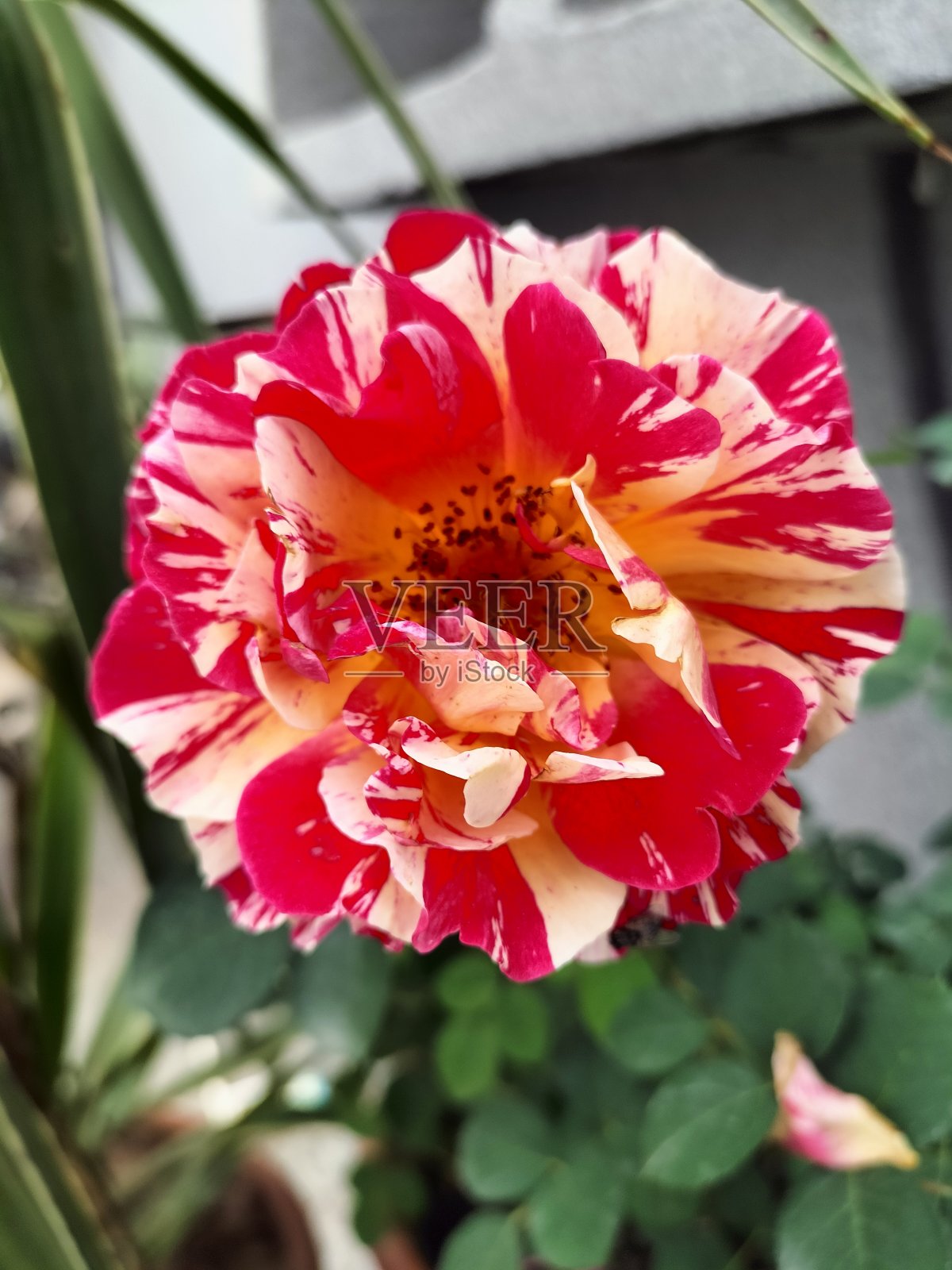 特写的一朵红玫瑰花与白色的斑点,白色和粉红色的花园玫瑰,粉红色的玫瑰丛盛开,红色粉红色和白色的花朵,红色独特的玫瑰照片摄影图片