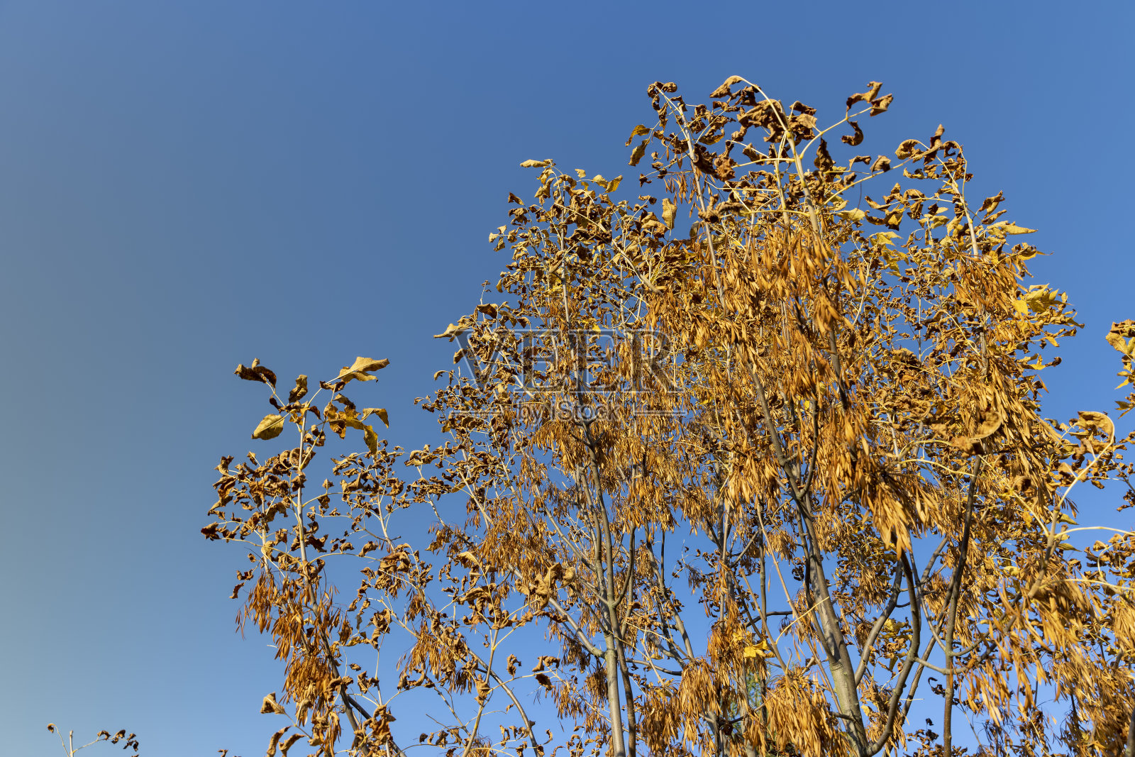 秋季的枫树照片摄影图片