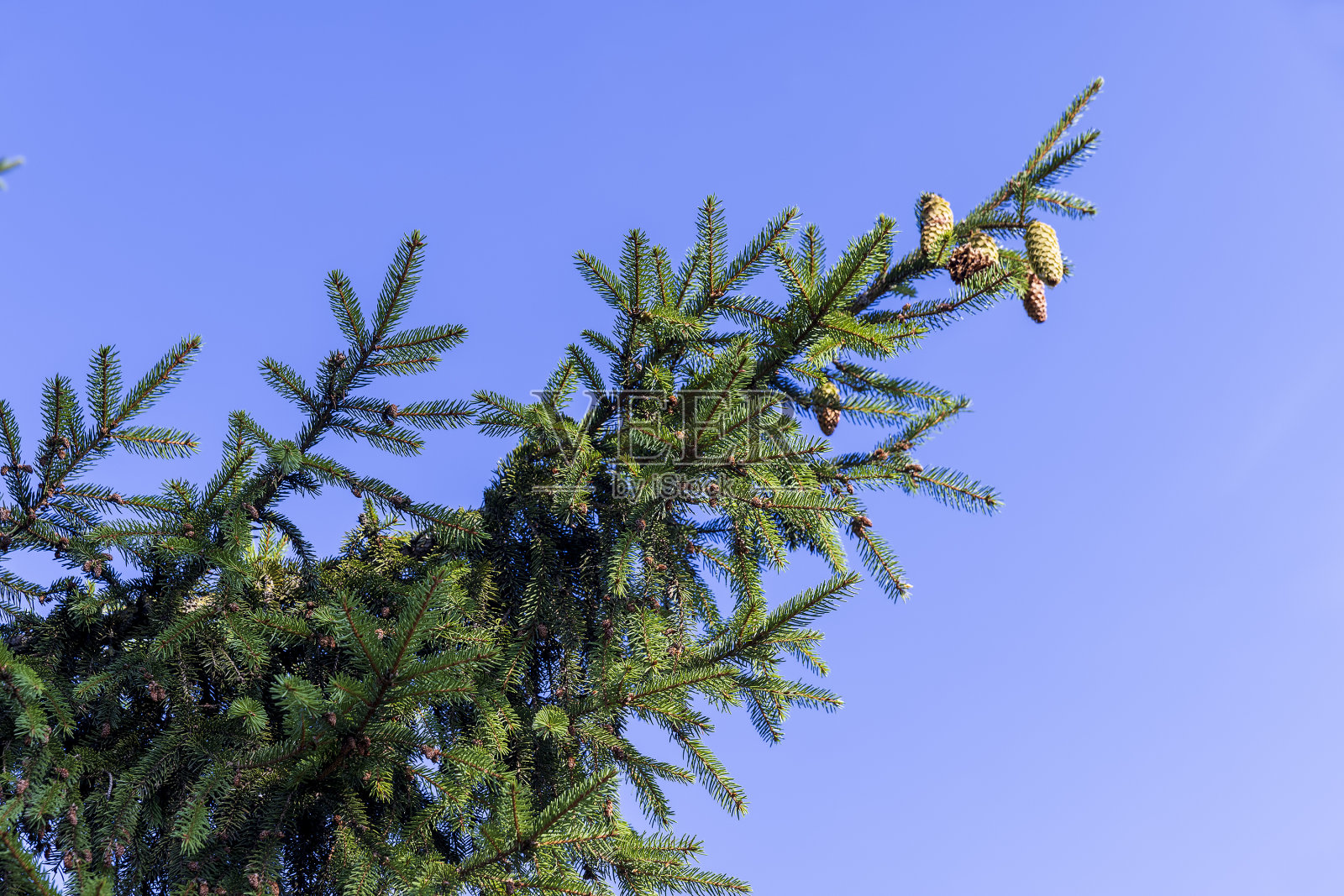 夏天高大的松树照片摄影图片