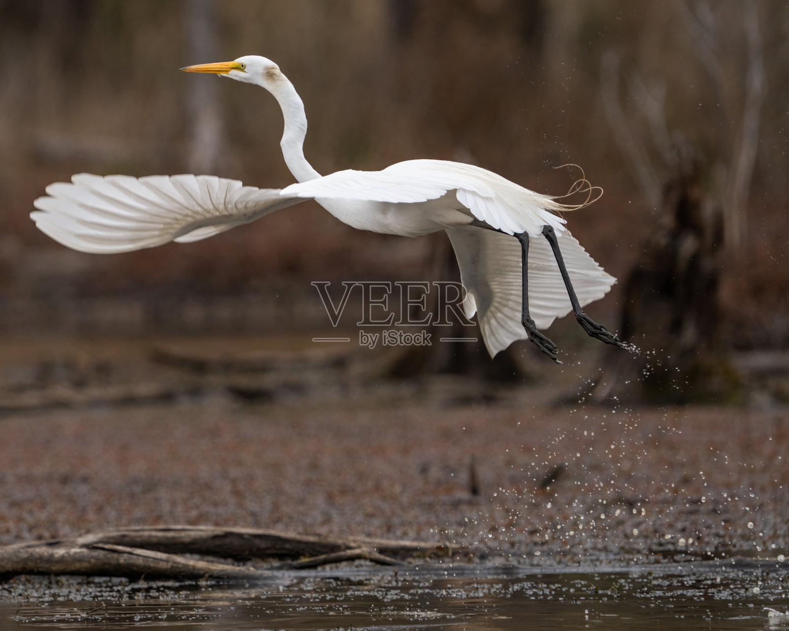 大白鹭肖像和飞行在亨特利梅多斯公园照片摄影图片