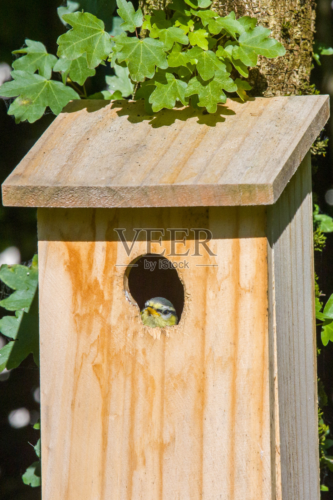 一只小蓝山雀好奇地从巢箱里探出头来照片摄影图片