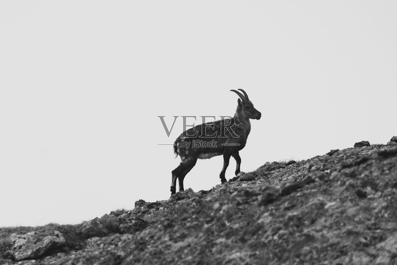 野山羊照片摄影图片