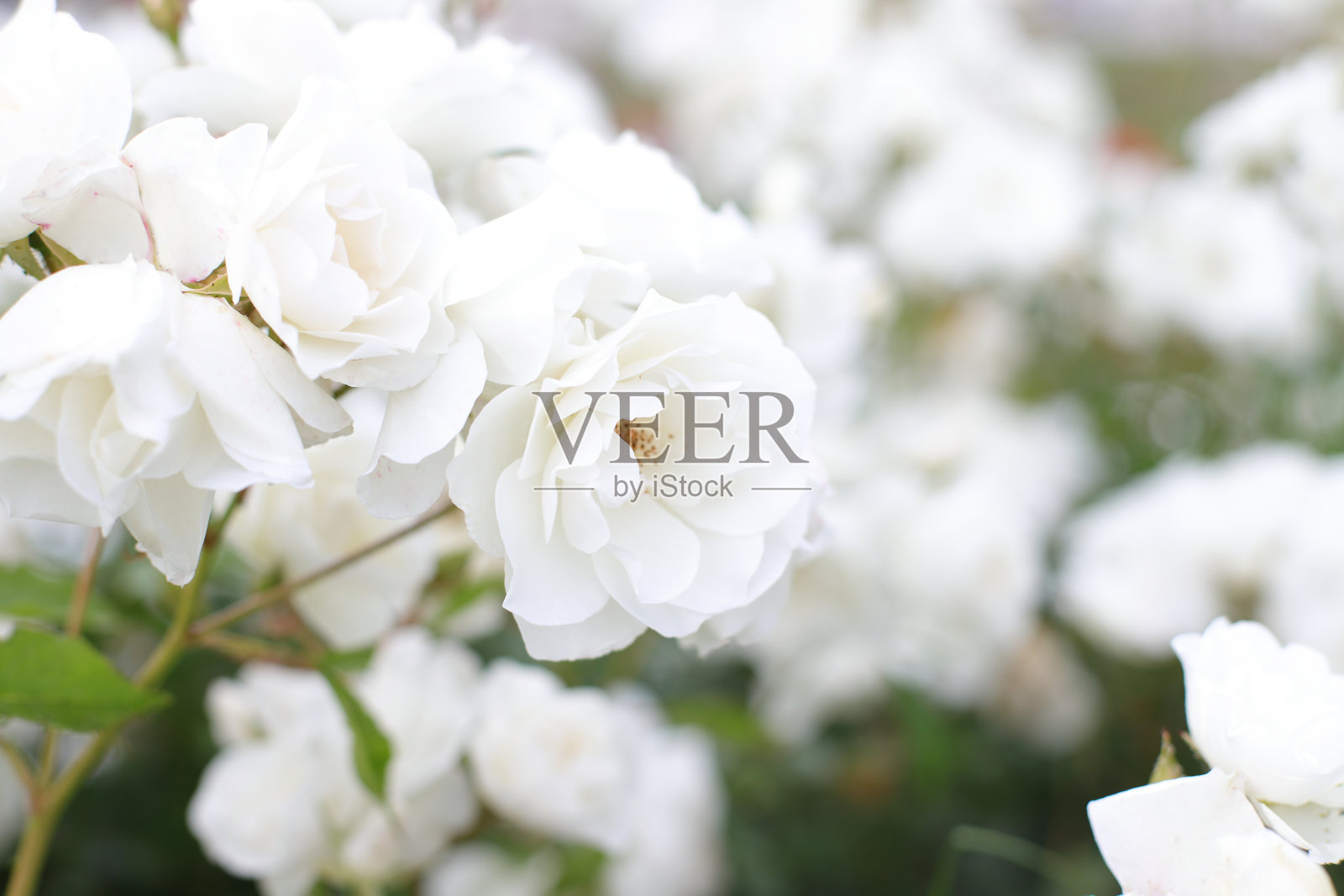 户外白玫瑰花丛,花卡照片摄影图片