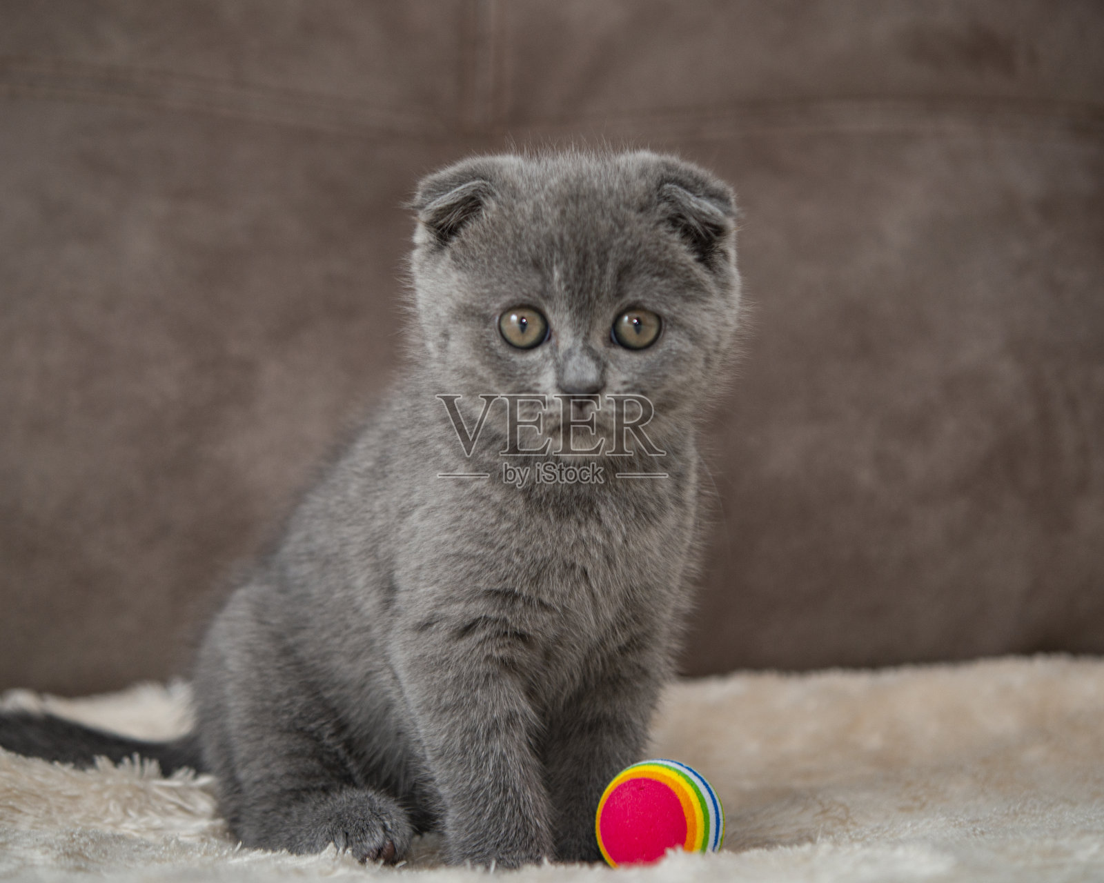 灰色英国猫小猫有趣的宠物选择性焦点照片摄影图片