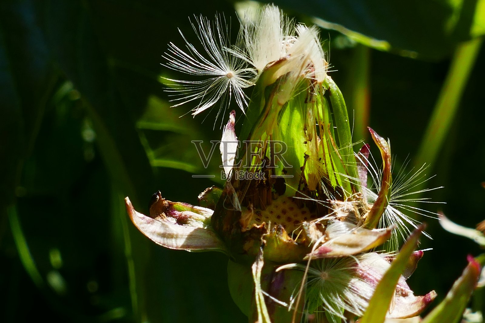 蒲公英照片摄影图片