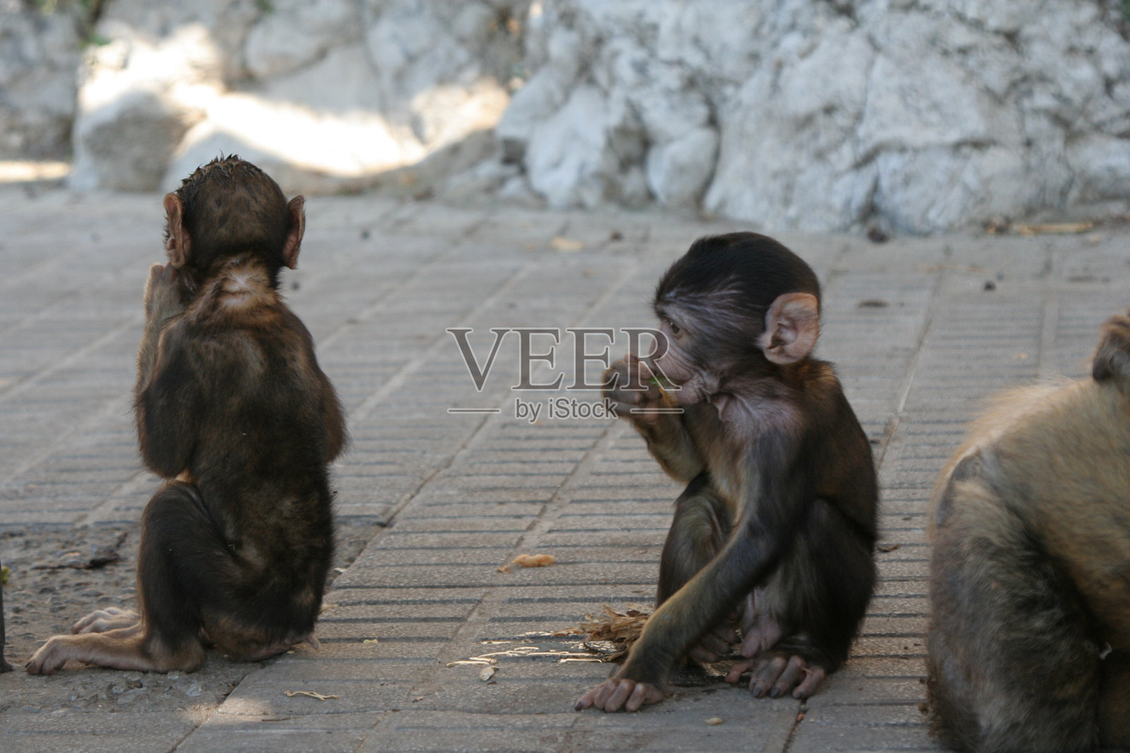 猕猴照片摄影图片