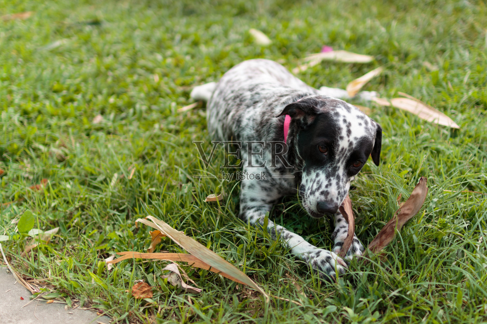 产蛋的达尔马提亚狗嚼着一片大叶子照片摄影图片