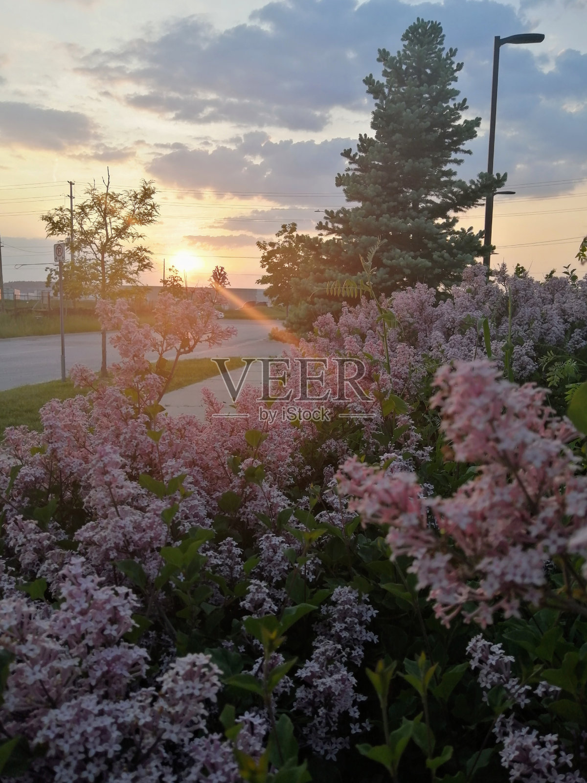 春天的傍晚照片摄影图片