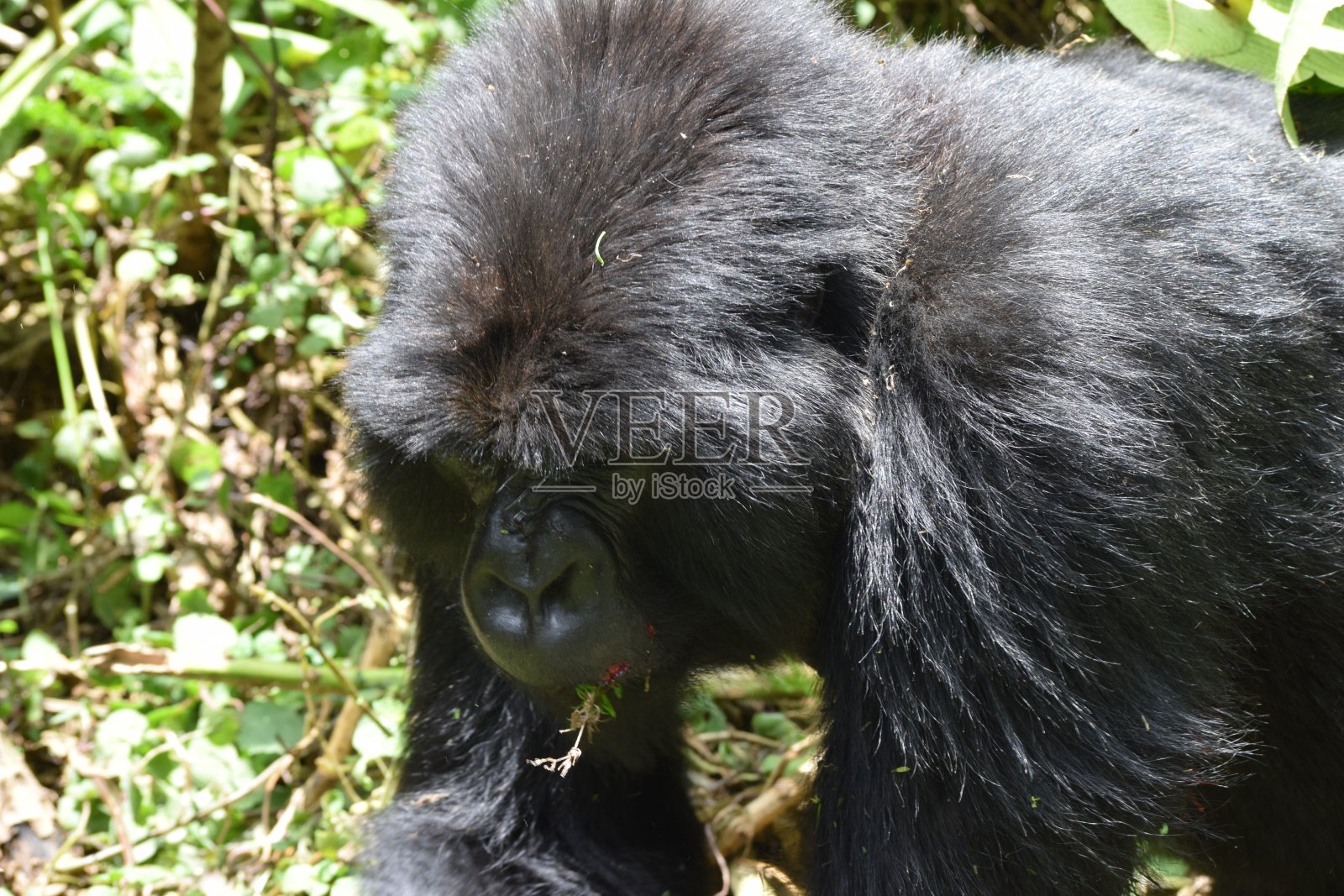 野外的大猩猩照片摄影图片