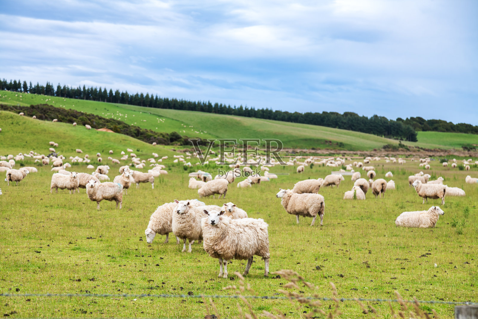 新西兰乡村风景与自由放养的羊照片摄影图片