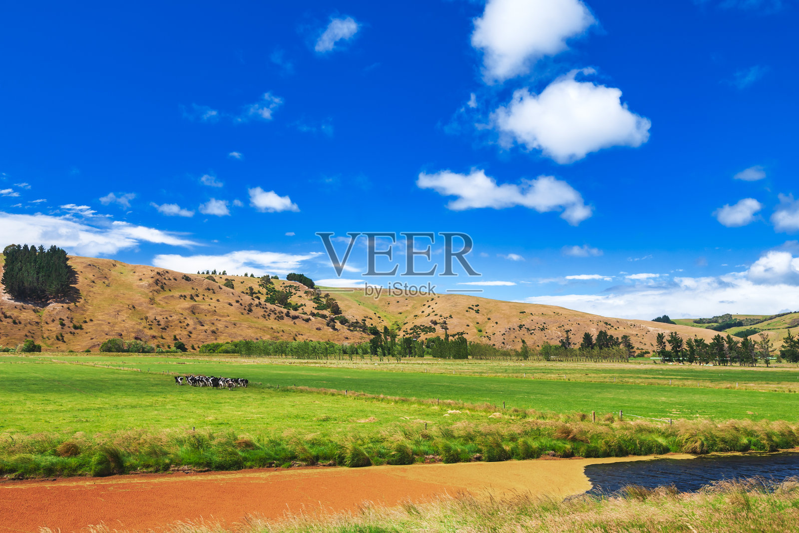 新西兰乡村风景与自由放养的牛照片摄影图片