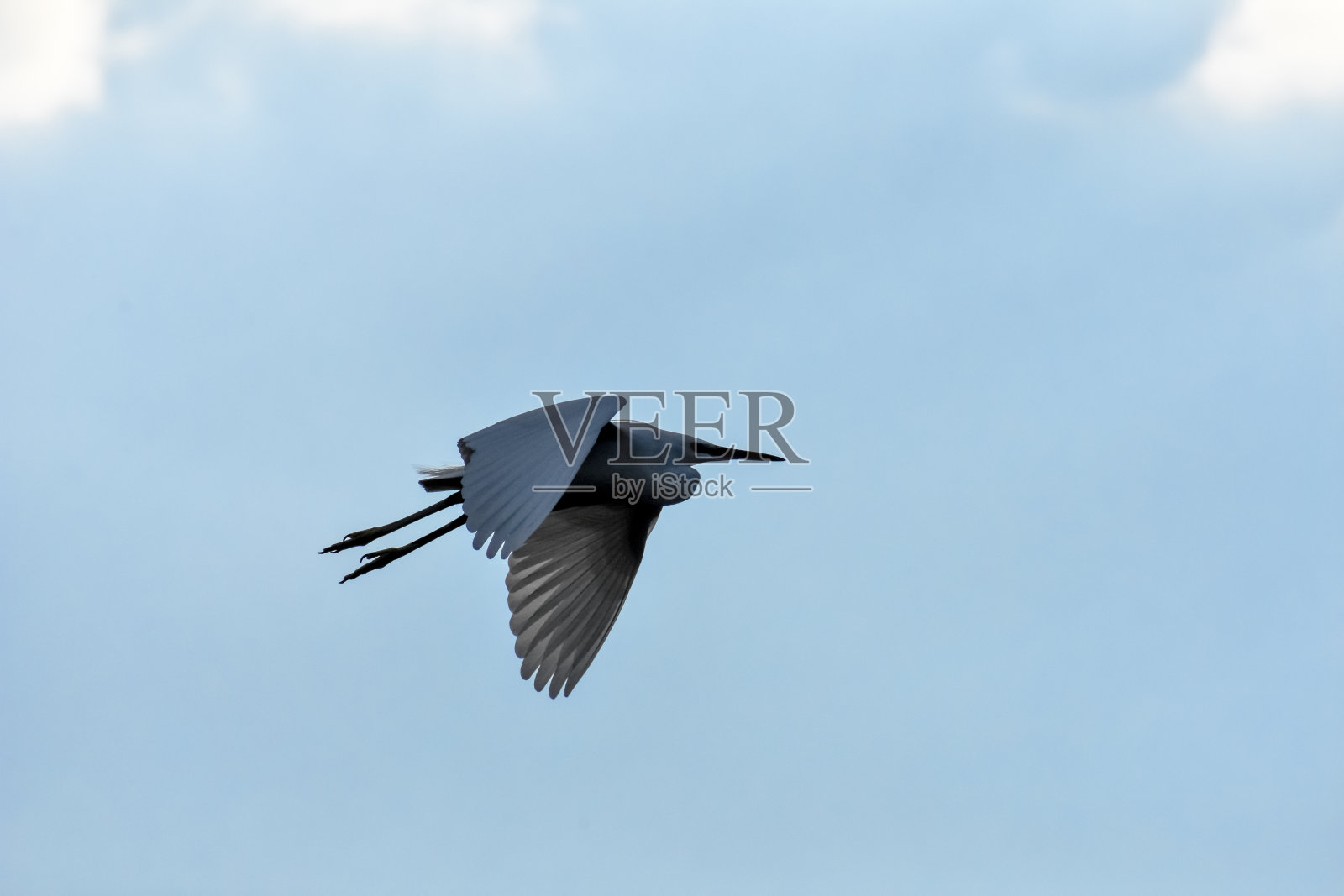 白鹭照片摄影图片