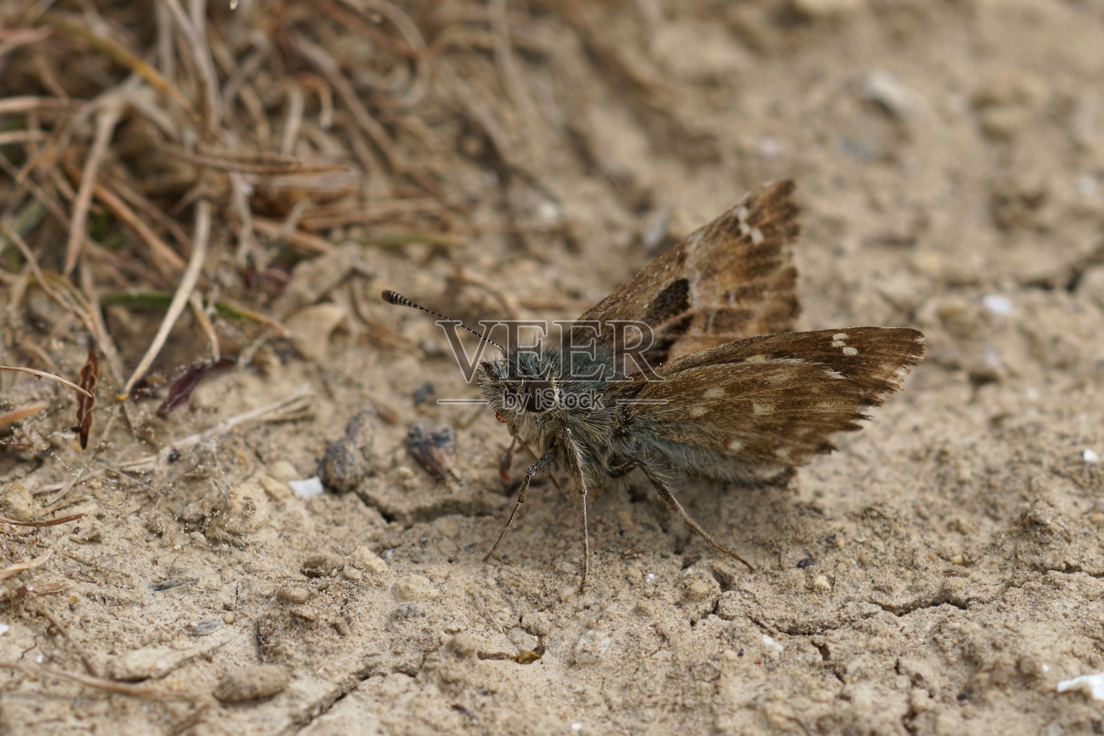 一只锦葵跳蝶的特写,Carcharodus alceae坐在地上照片摄影图片