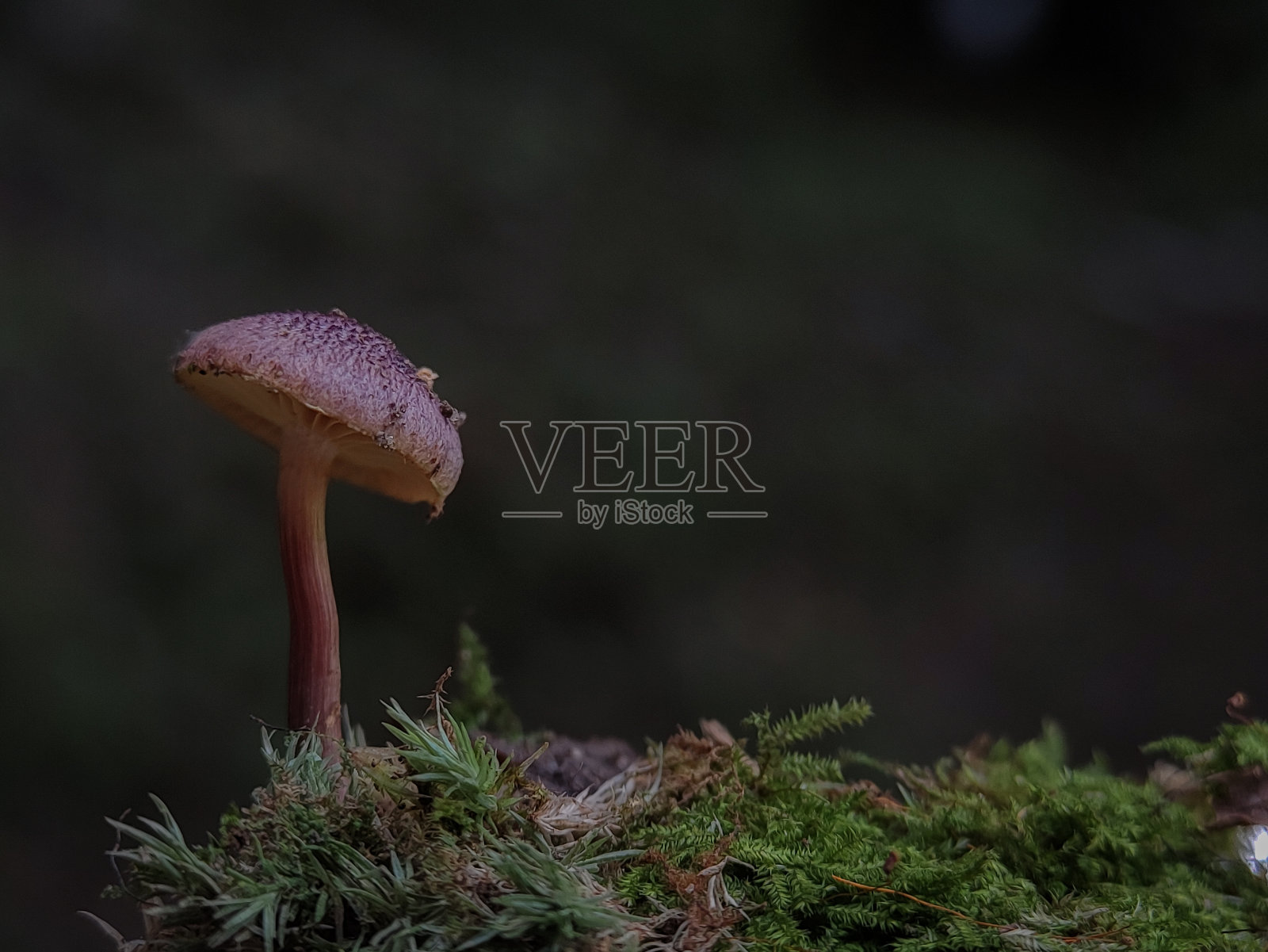 红头发的木耳。芦丁滴虫或俗称梅子和蛋奶。照片摄影图片