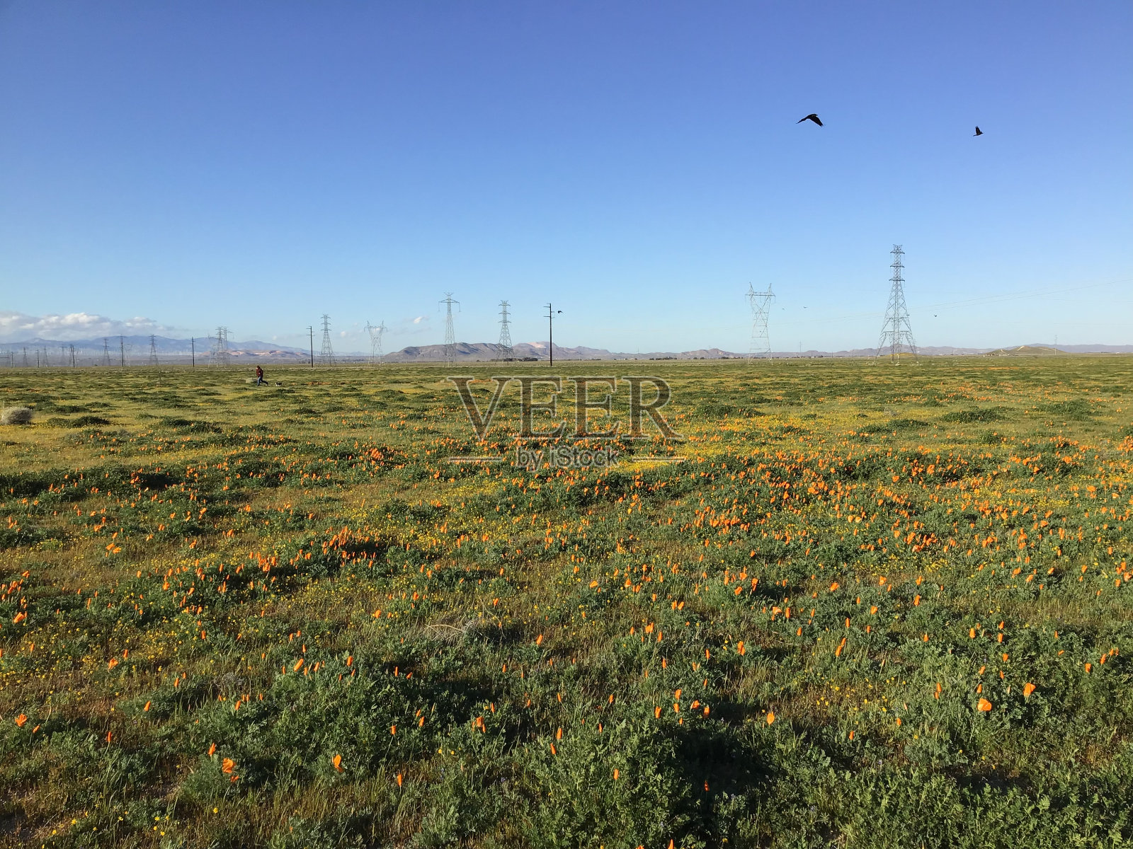 加州罂粟田照片摄影图片