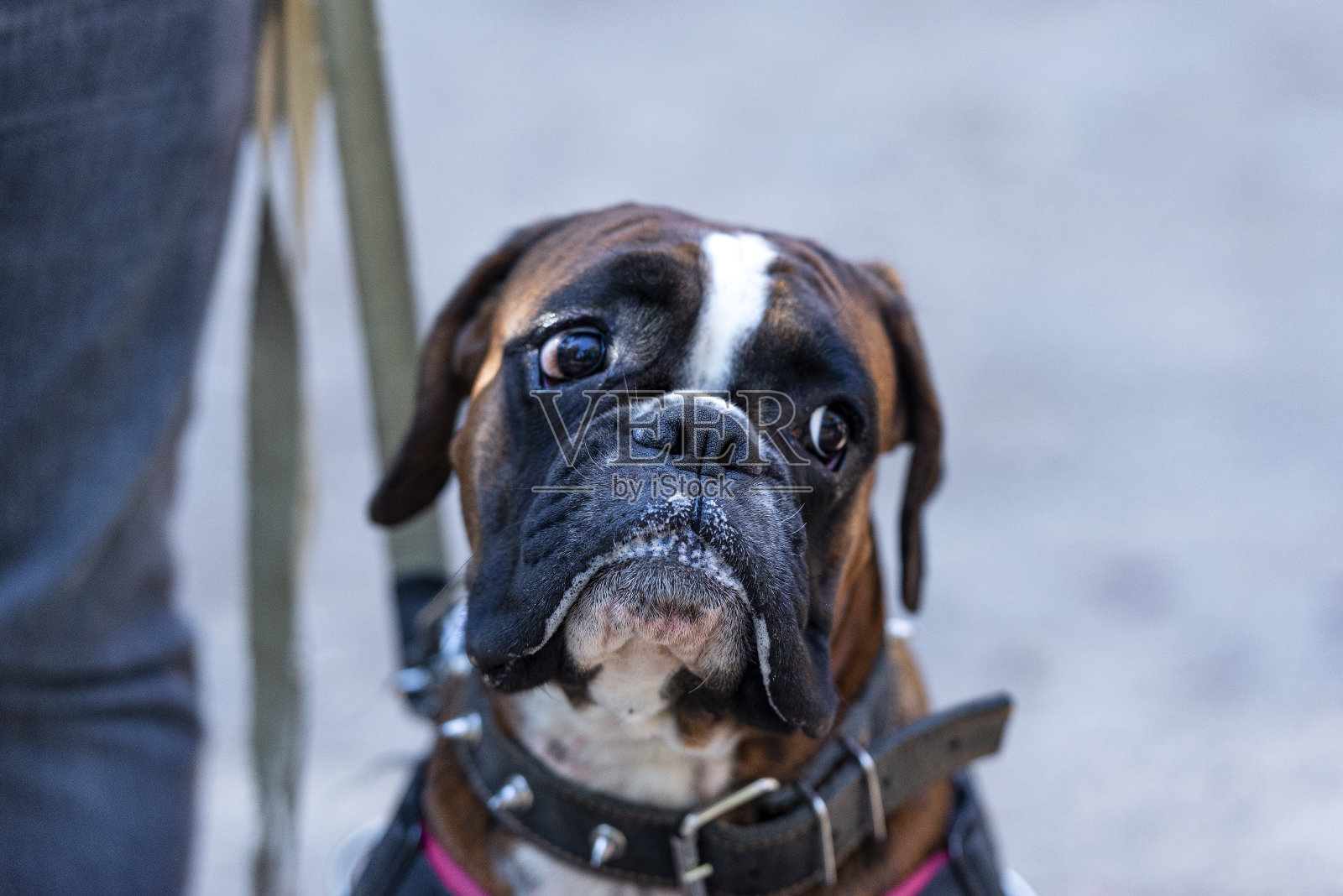 鲍克瑟画像照片摄影图片