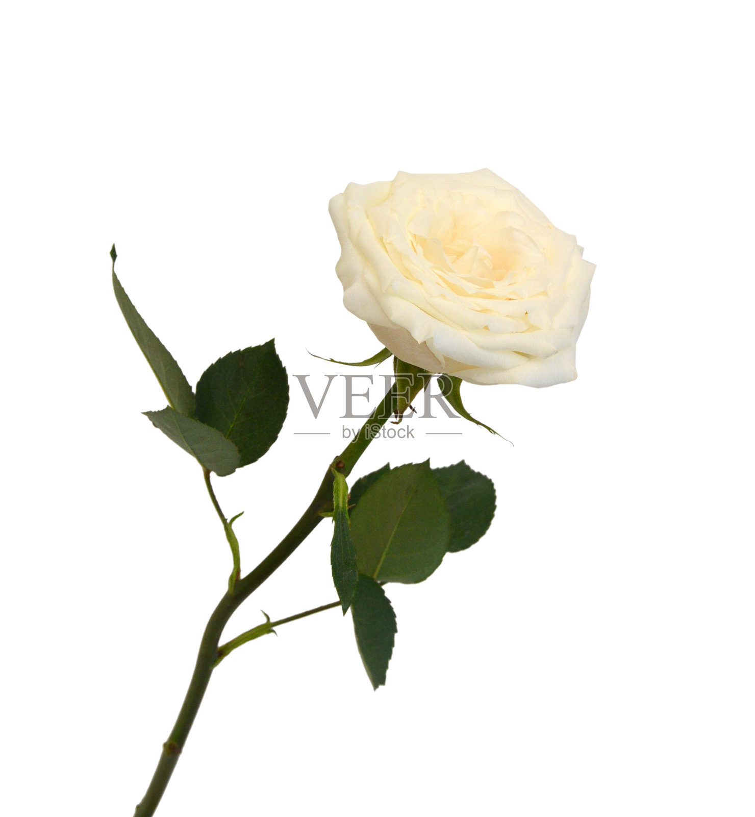 一束玫瑰色的玫瑰孤立在白色照片摄影图片