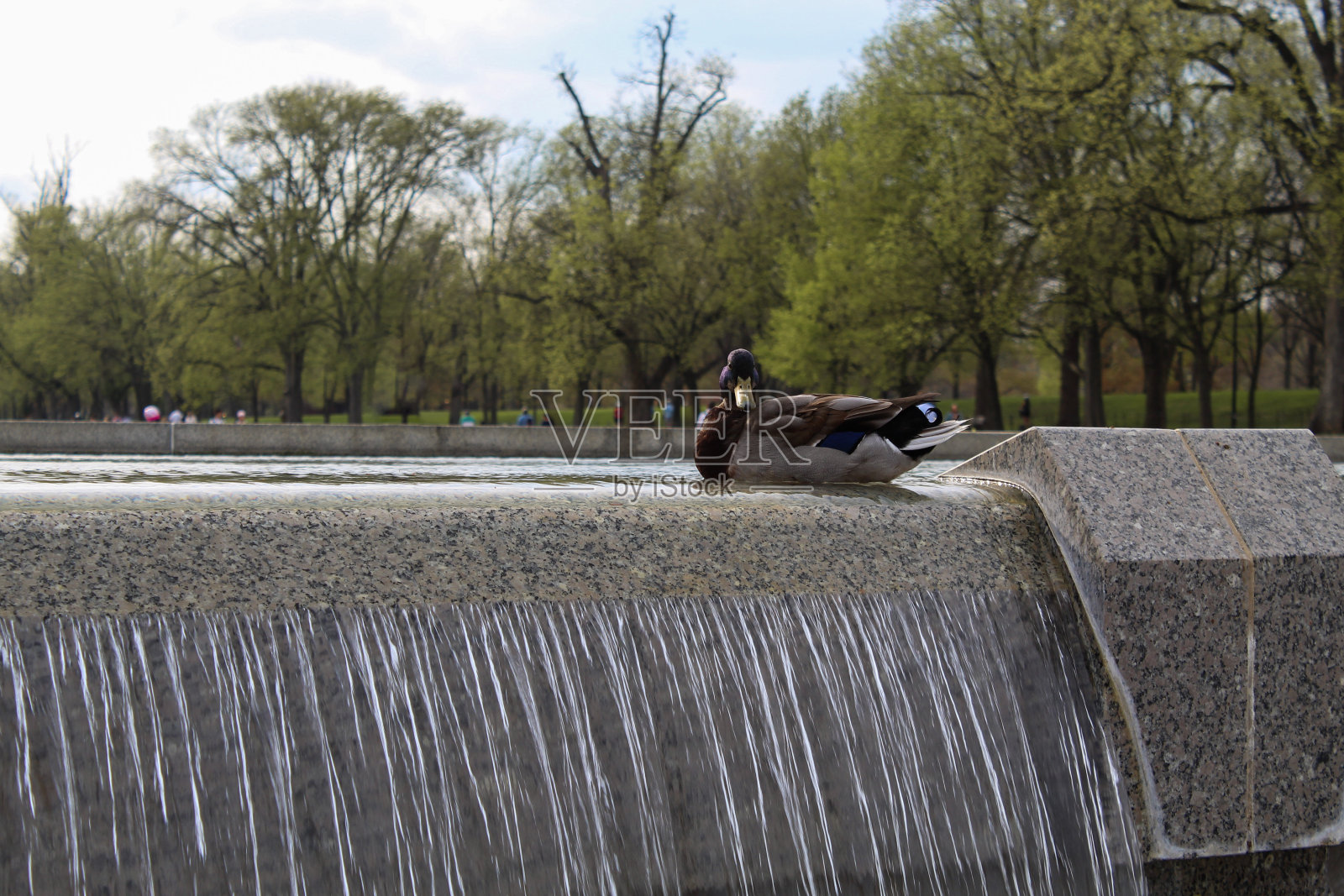 休息鸭照片摄影图片