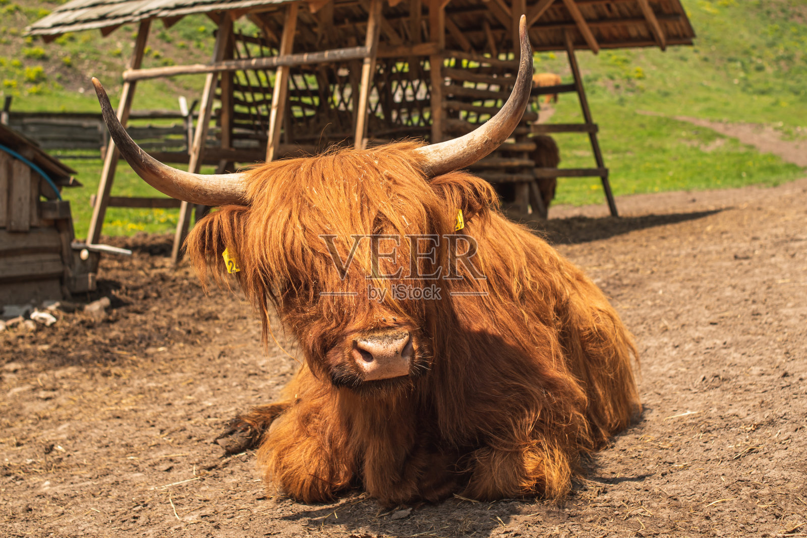 一头红色的苏格兰公牛躺在农场的草地上。照片摄影图片