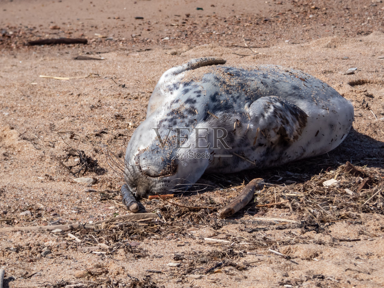 灰海豹幼崽(Halichoerus grypus),柔软的灰色丝状皮毛,背部有黑色斑点,春天时闭着眼睛看着沙滩照片摄影图片