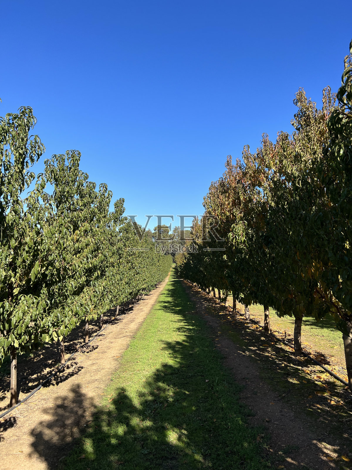 雷伯恩果园,劳利斯通照片摄影图片