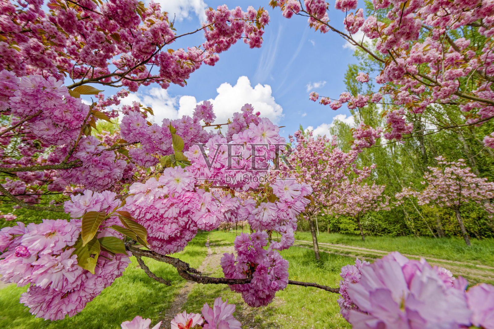 日本樱花树粉色花朵的微距镜头。照片摄影图片