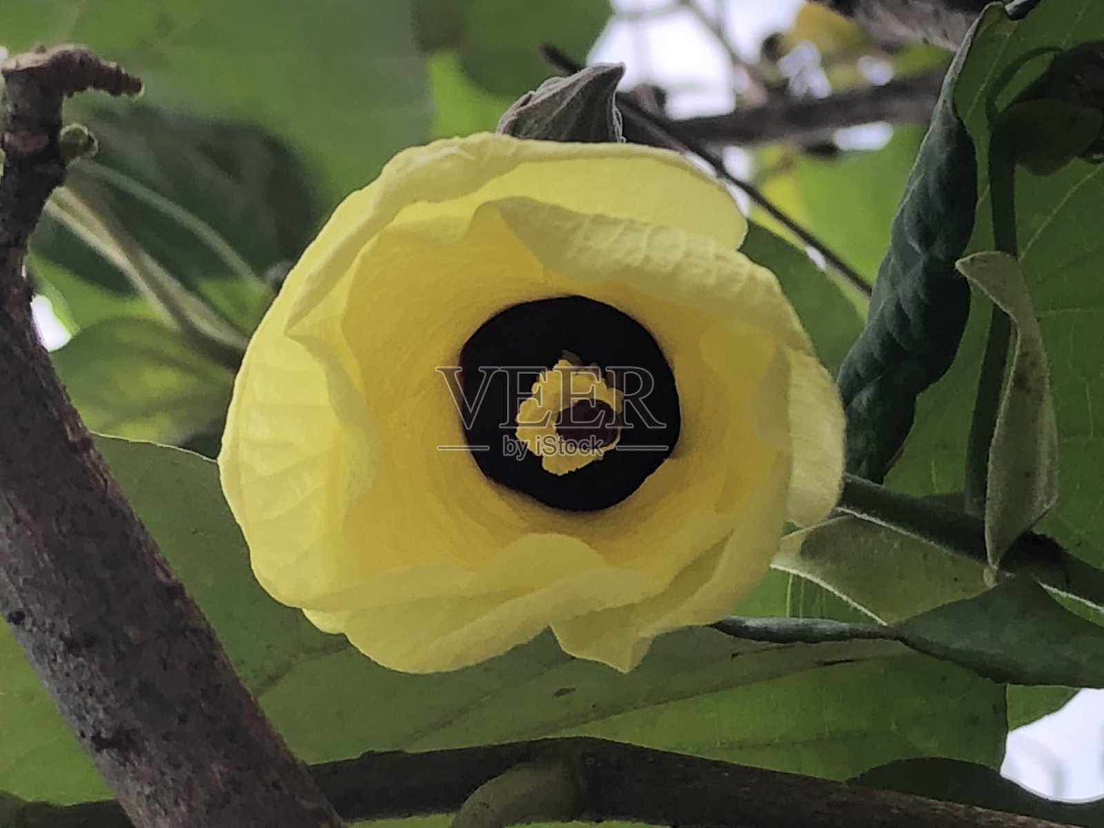 自然世界照片摄影图片