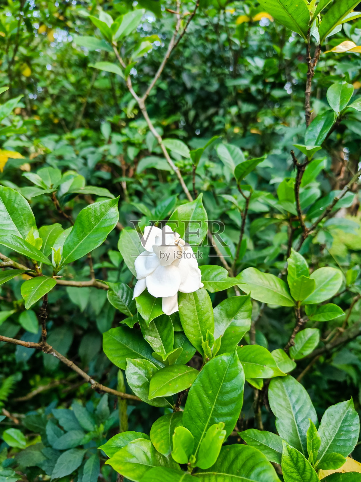 白色的栀子花在花园里盛开照片摄影图片