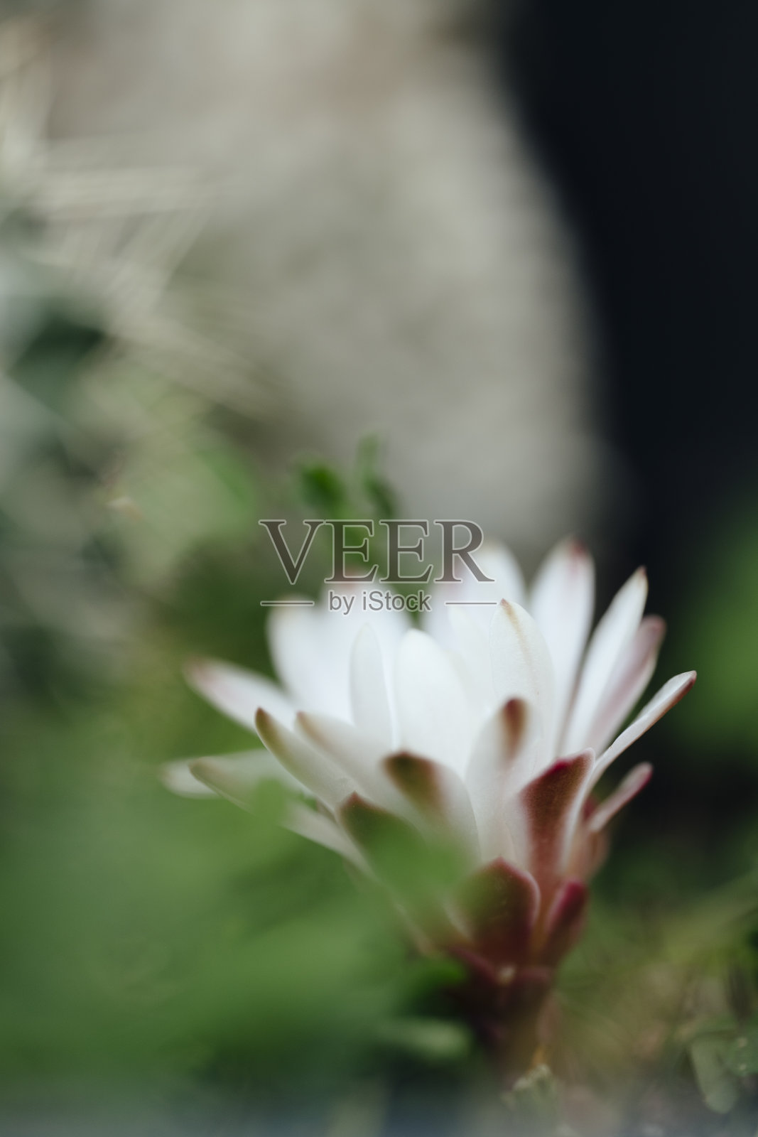 野生的雏菊照片摄影图片