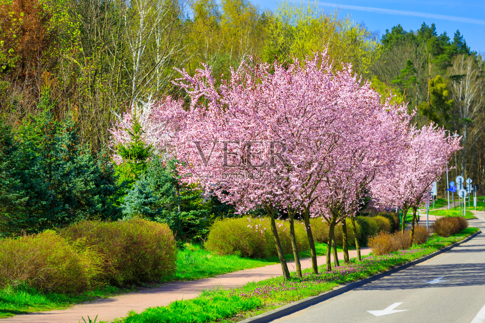 波兰,春天的小巷里盛开着粉红色的樱桃树照片摄影图片