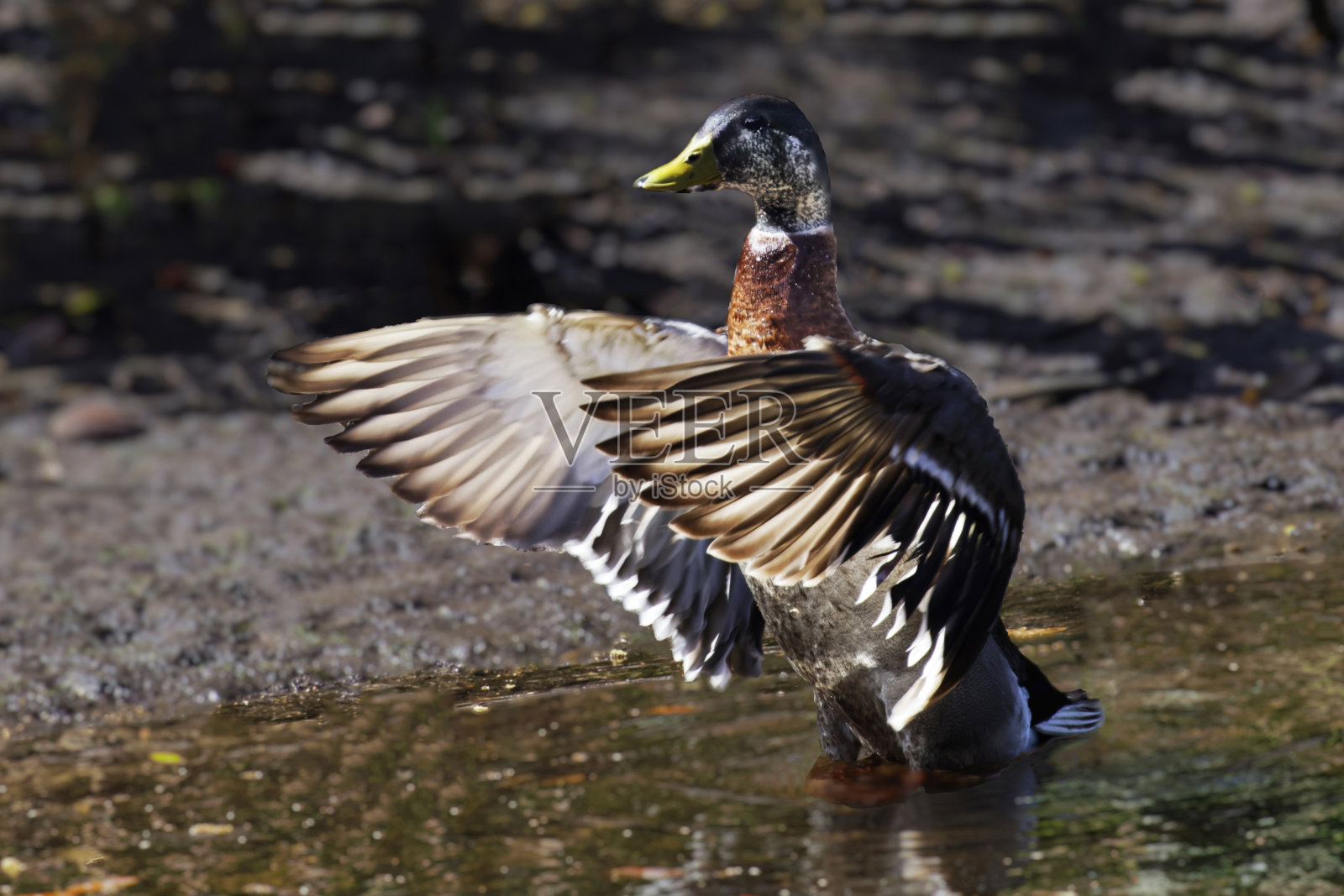 野鸭照片摄影图片
