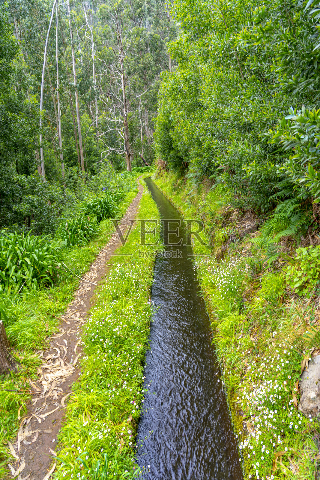 在马德拉岛上,茂密的森林穿过一条古老的灌溉水道,这是典型的葡萄牙式操作照片摄影图片
