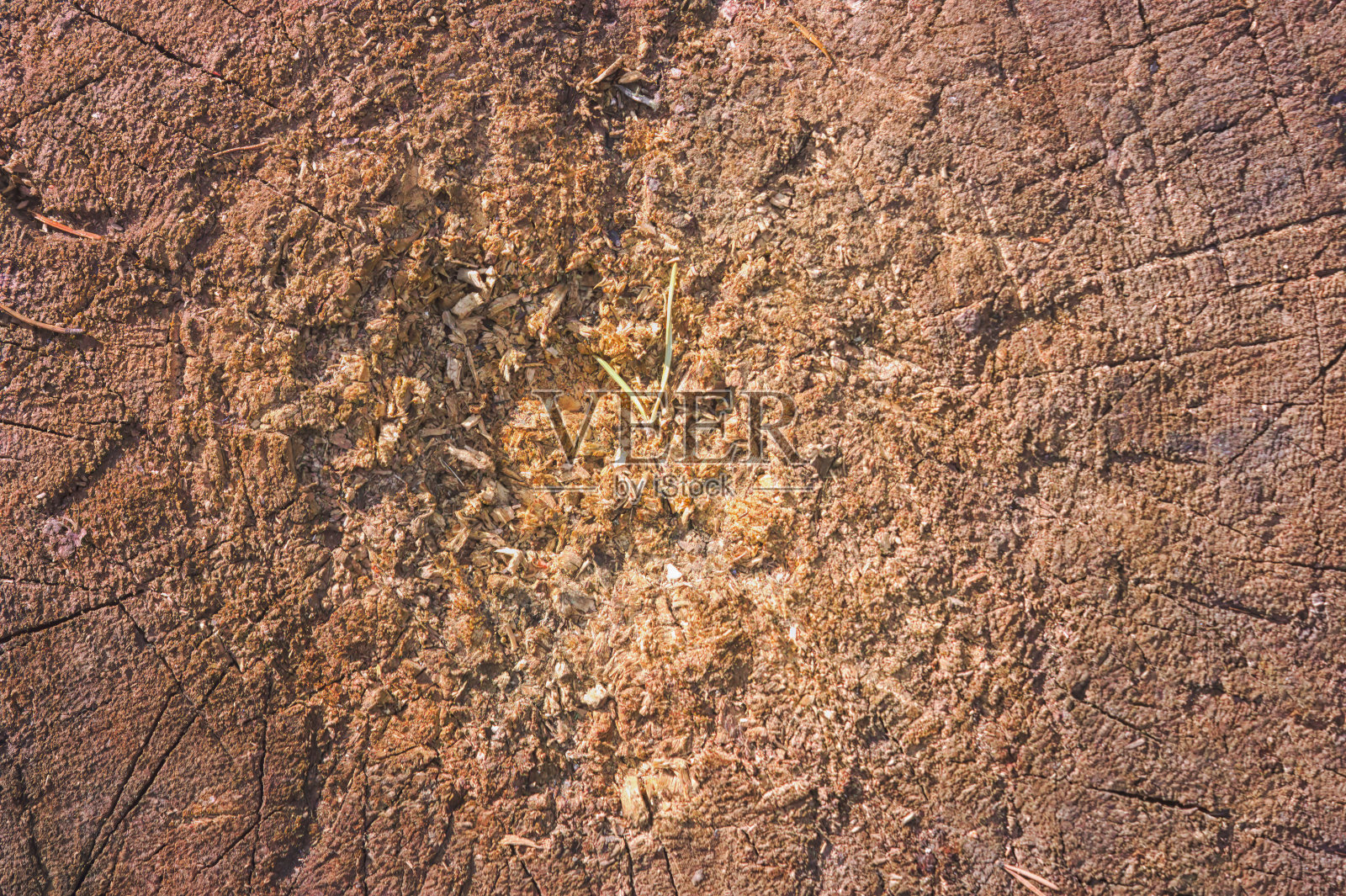 树木年轮古老的风化木材纹理与切割原木的横截面显示同心年轮作为平坦的自然背景。照片摄影图片