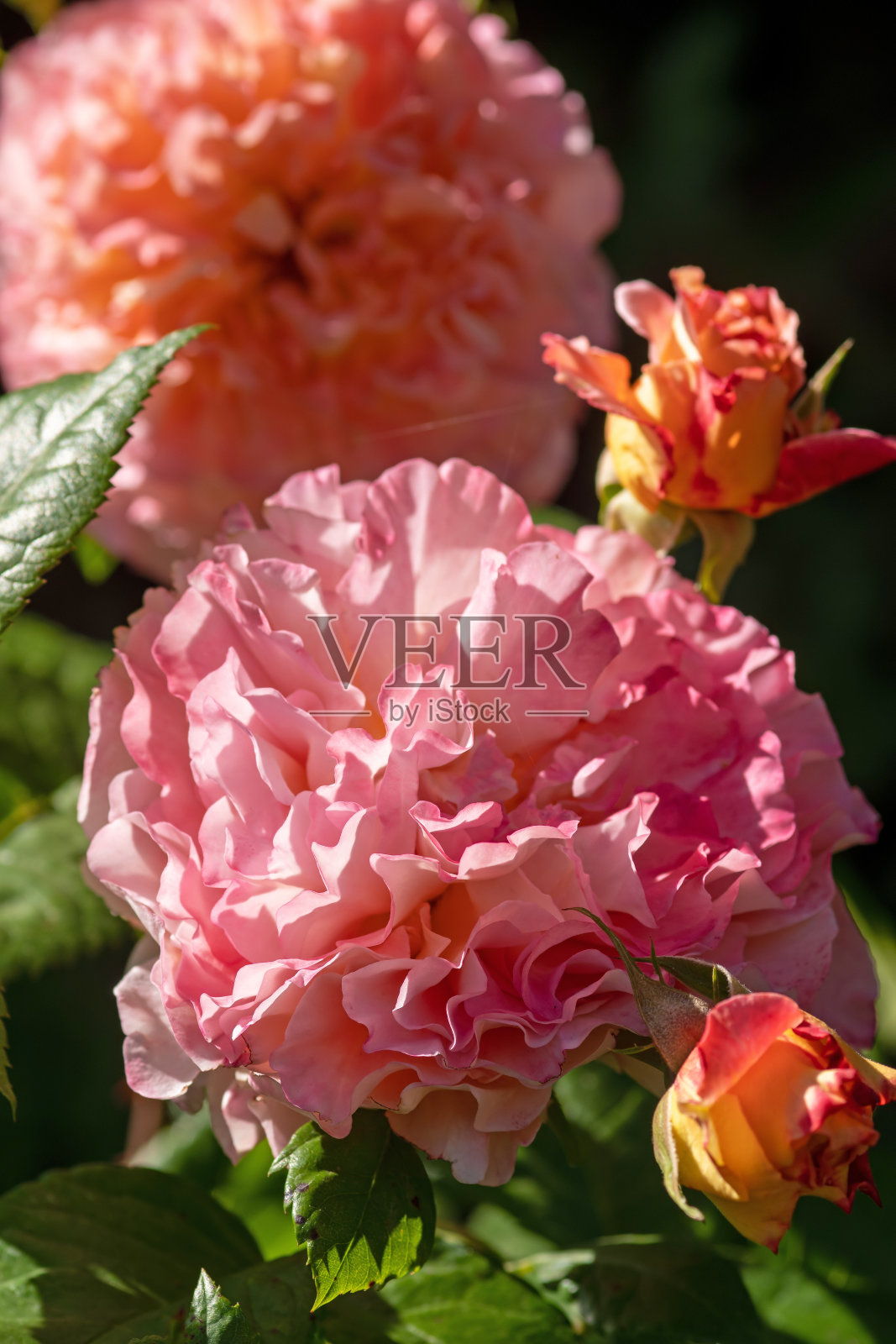 玫瑰花“奥古斯塔·路易斯”照片摄影图片