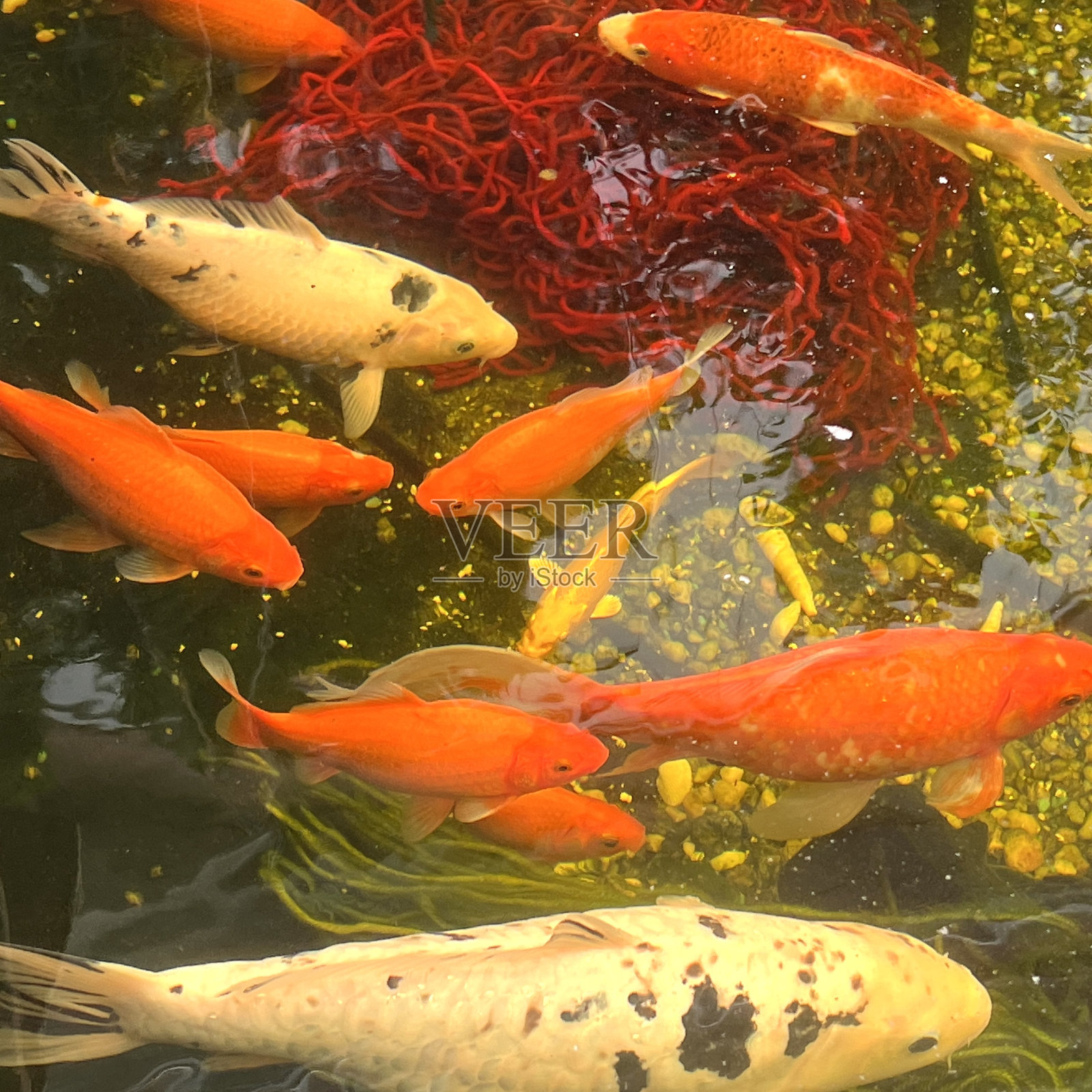 池塘里的锦鲤照片摄影图片