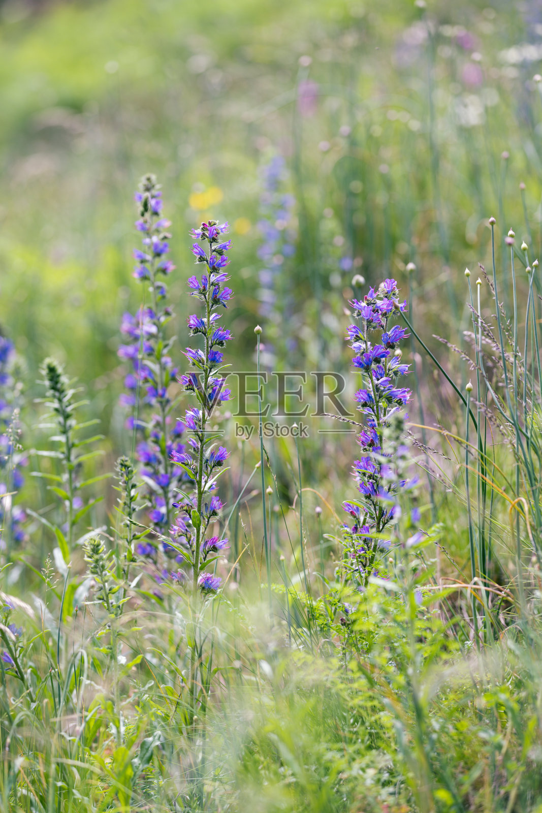 野花蝰蛇的bugloss vulggum照片摄影图片