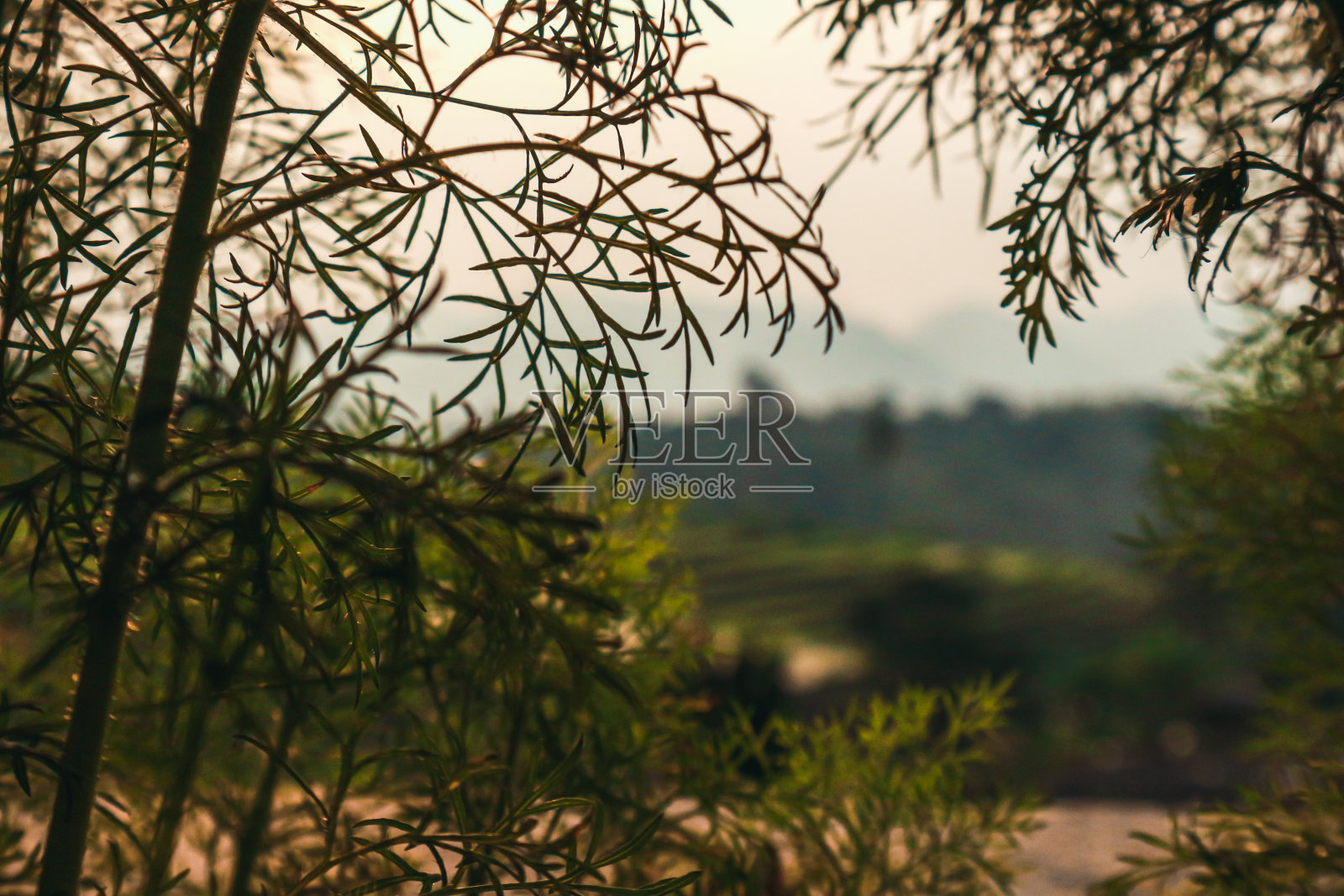 抽象模糊的背景绿色植物与日落的山脉和稻田的看法照片摄影图片