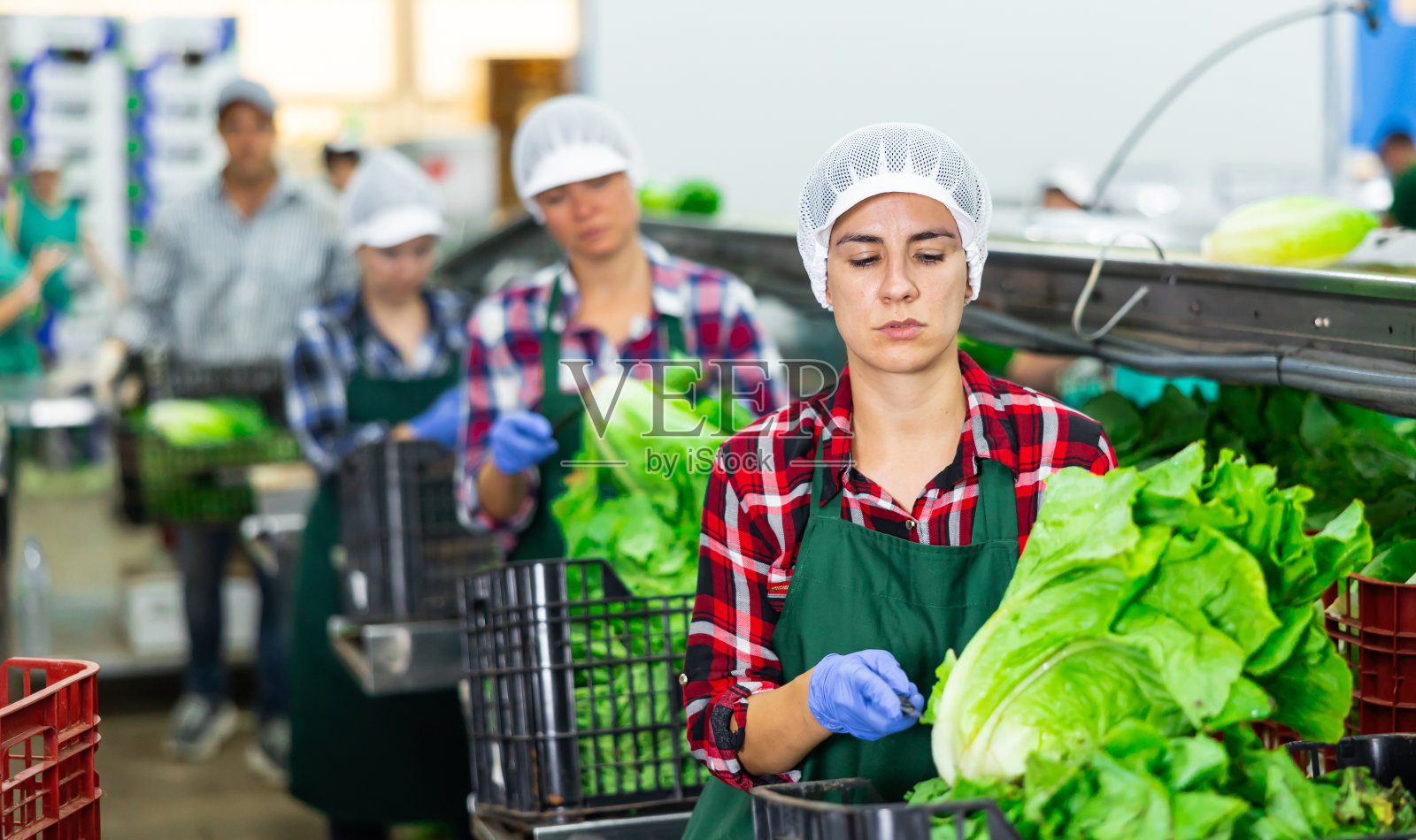 系着围裙的妇女在工厂里分拣新鲜的生菜照片摄影图片