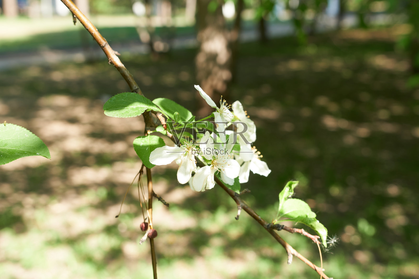 在一个阳光明媚的春天,一棵苹果树的白色花朵。照片摄影图片