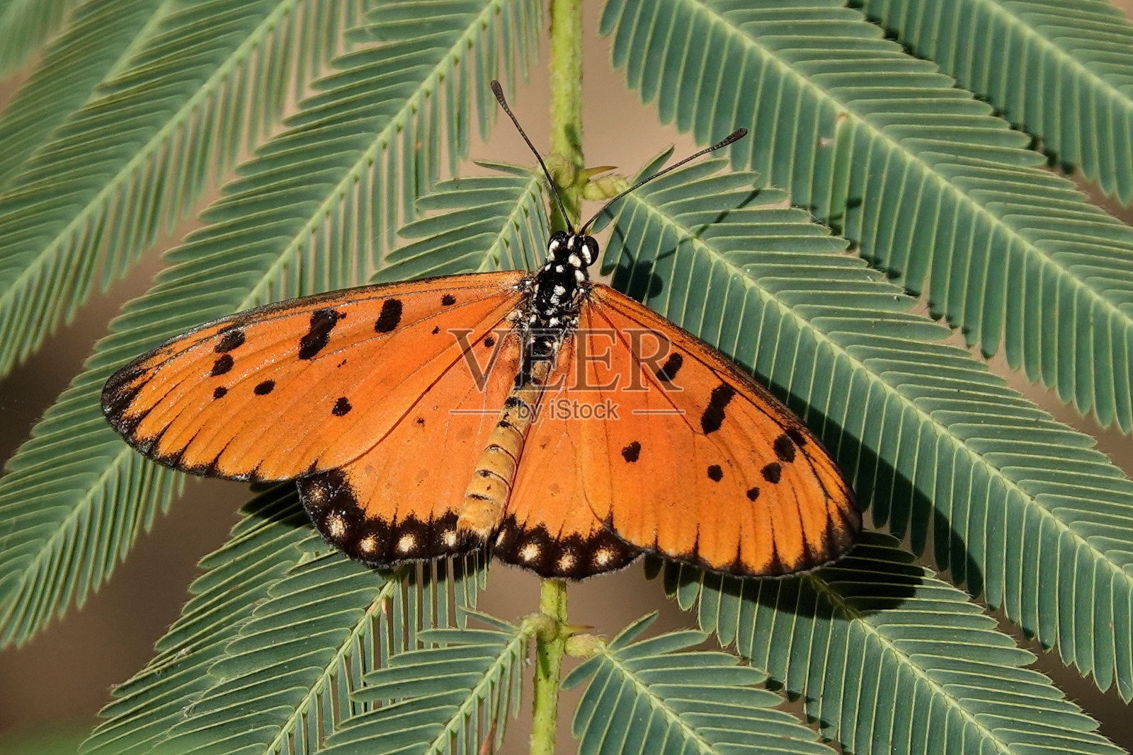 橙色的蝴蝶栖息在郁郁葱葱的绿叶在自然森林的设置。照片摄影图片
