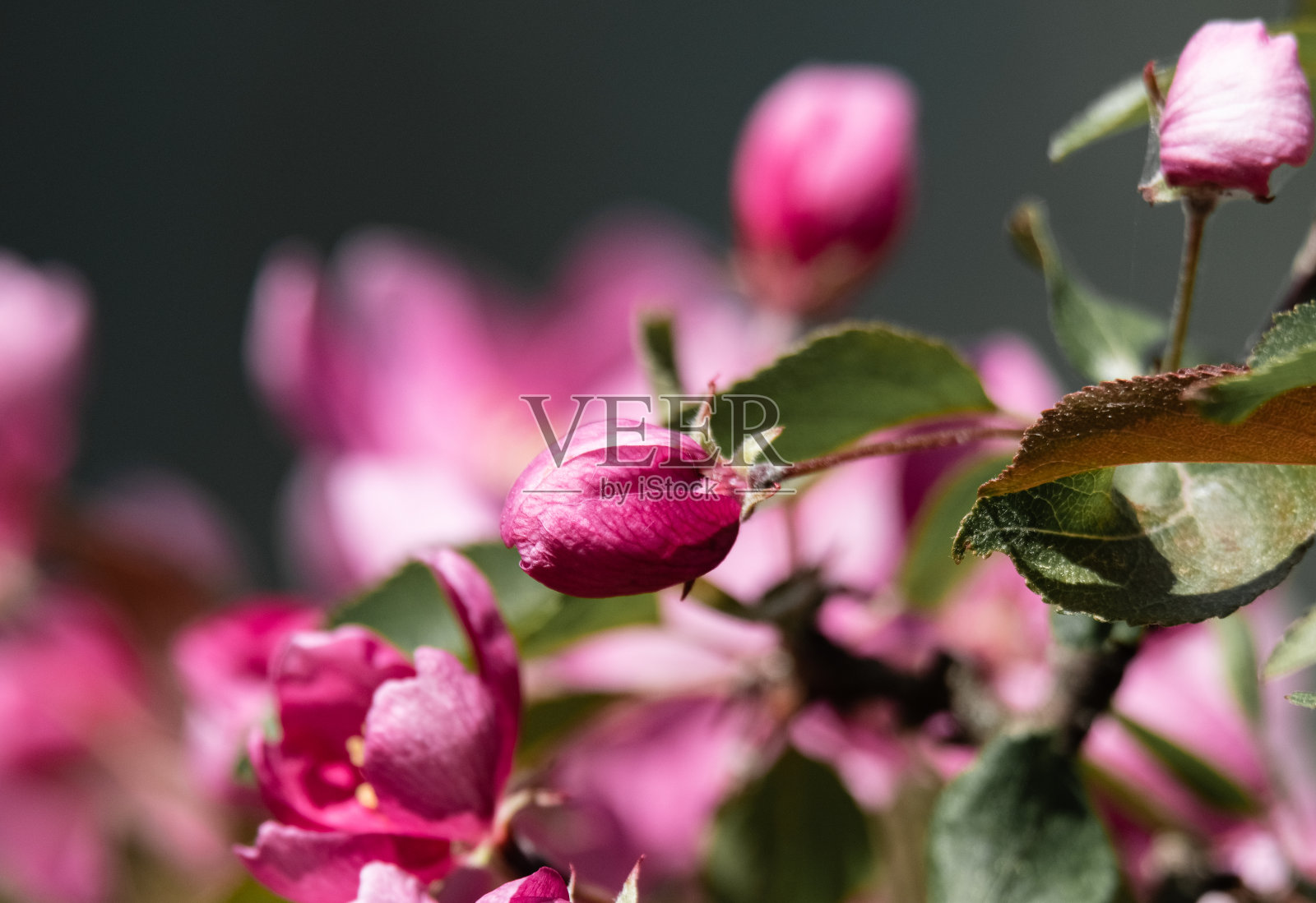 花园里有漂亮的粉红色的花照片摄影图片