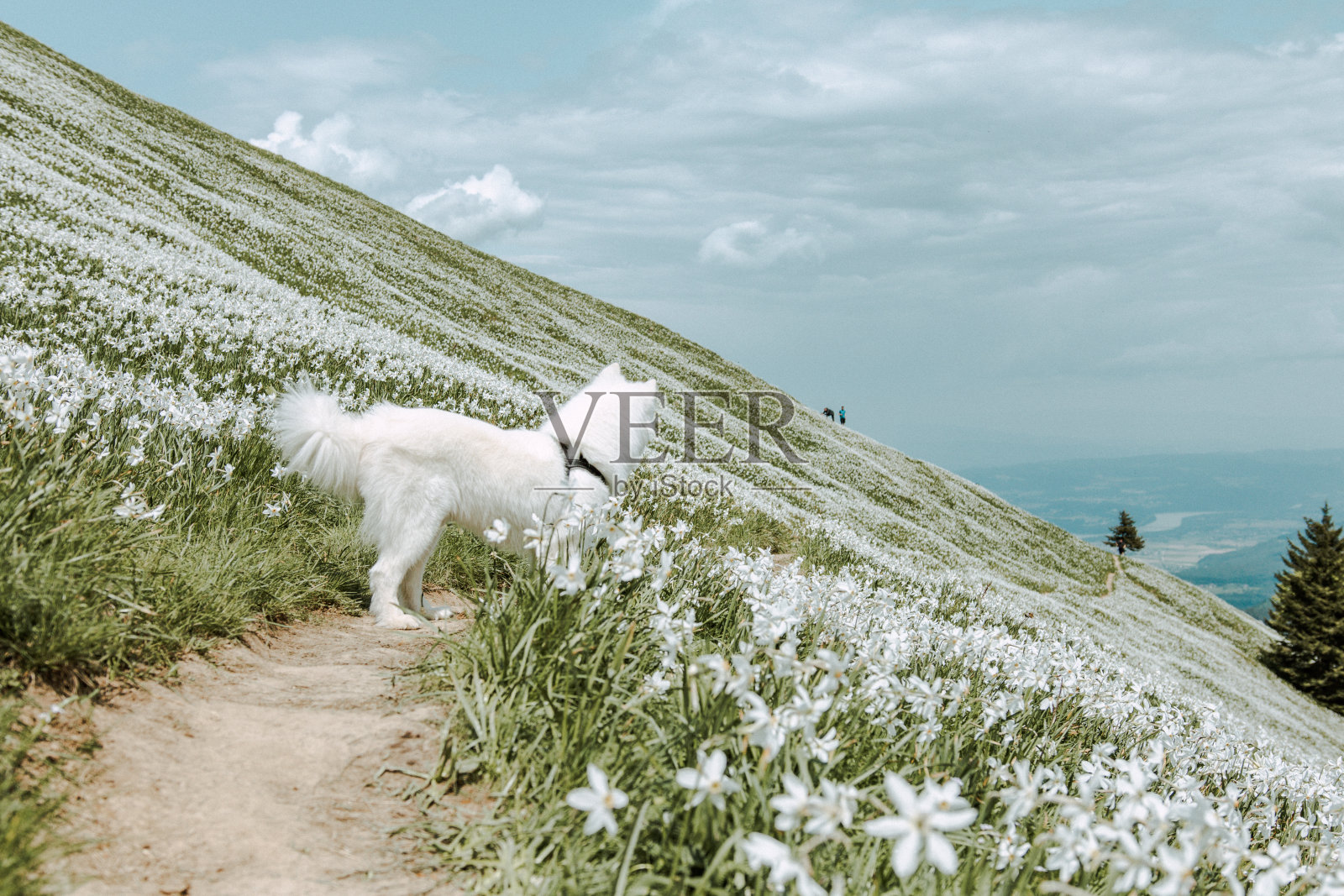 萨摩耶犬在花丛中漫步照片摄影图片