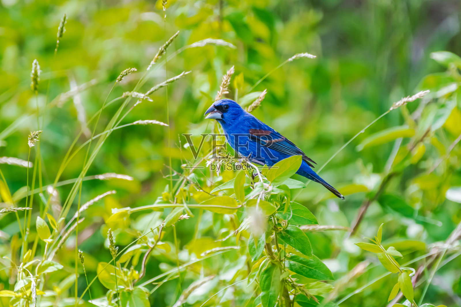 蓝色的长喙鸟在树上照片摄影图片