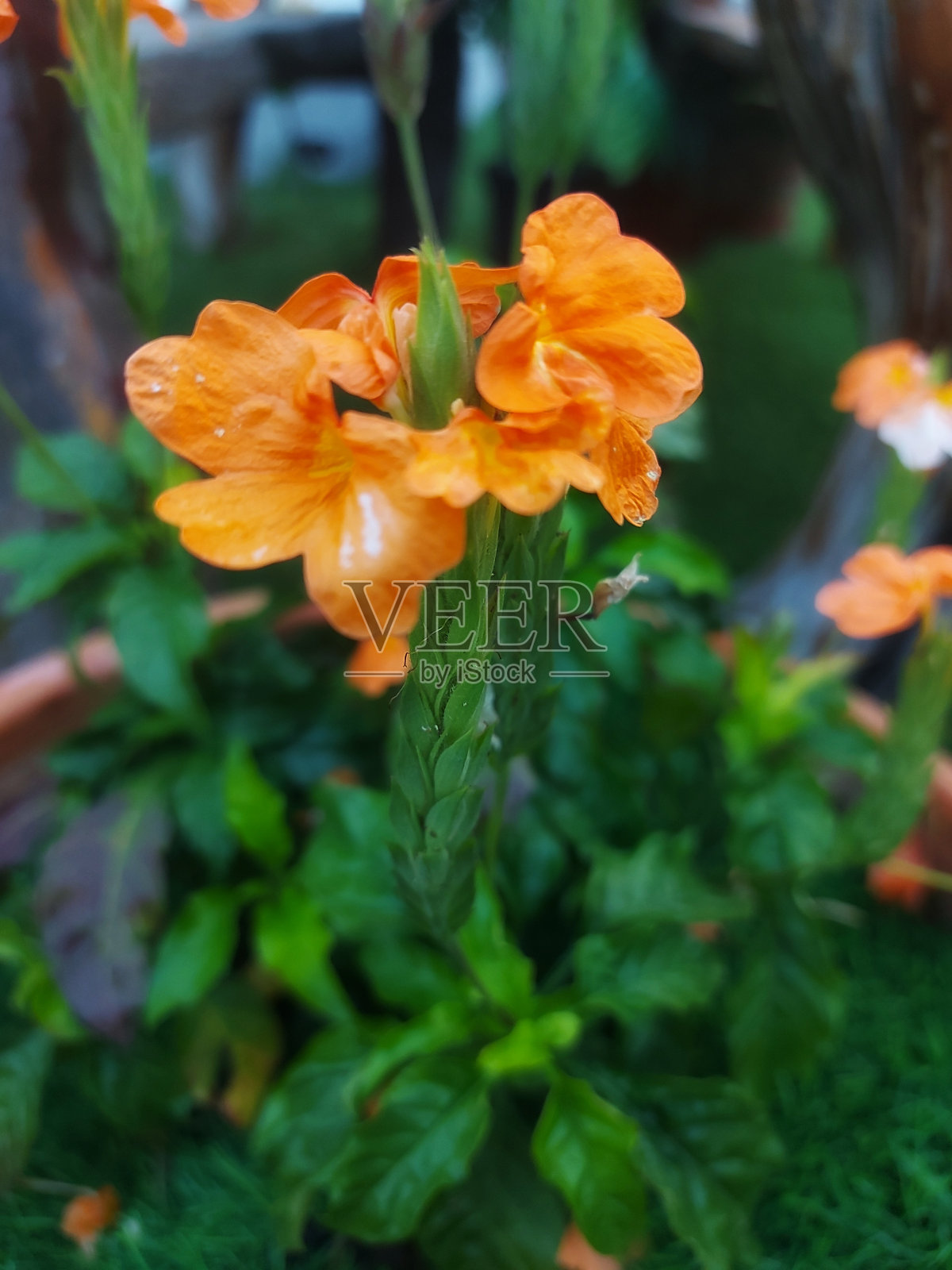 背景上的花。照片摄影图片