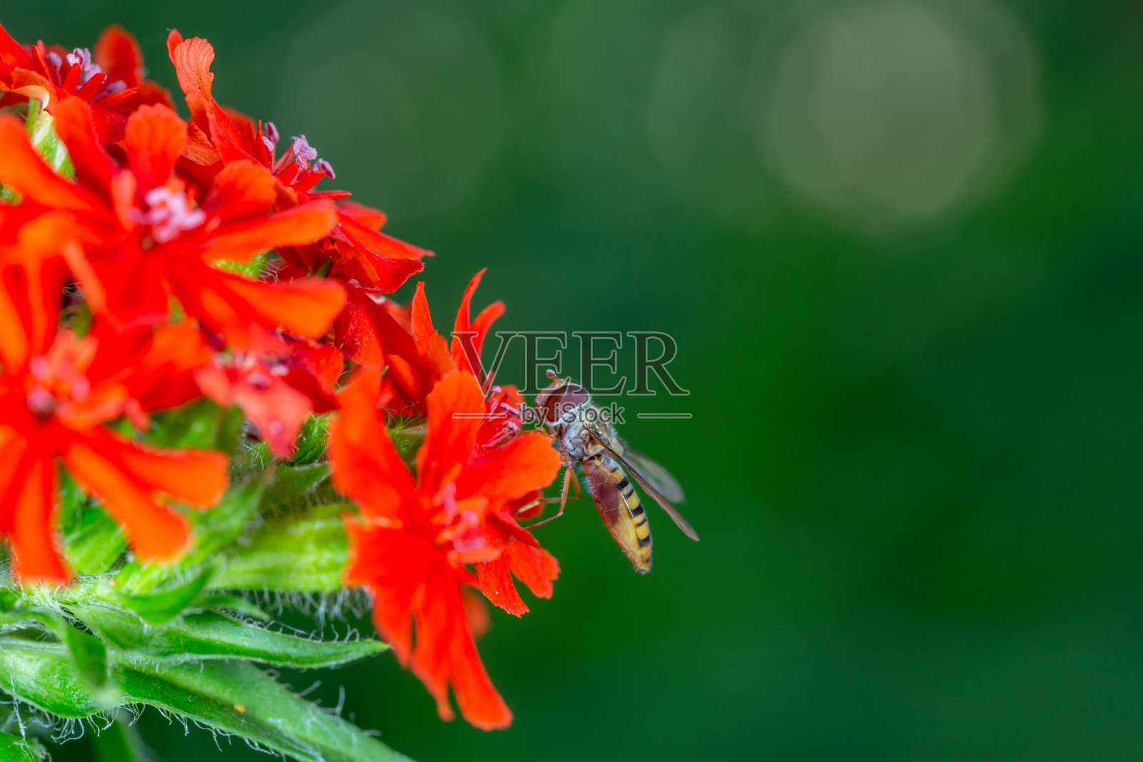 夏天的一天,一只果酱食蚜蝇坐在一朵红色的花上微距摄影。照片摄影图片