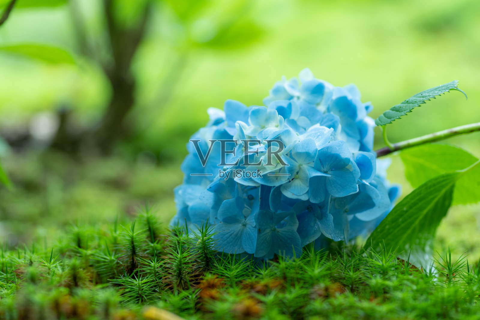 绣球花在雨中湿了照片摄影图片