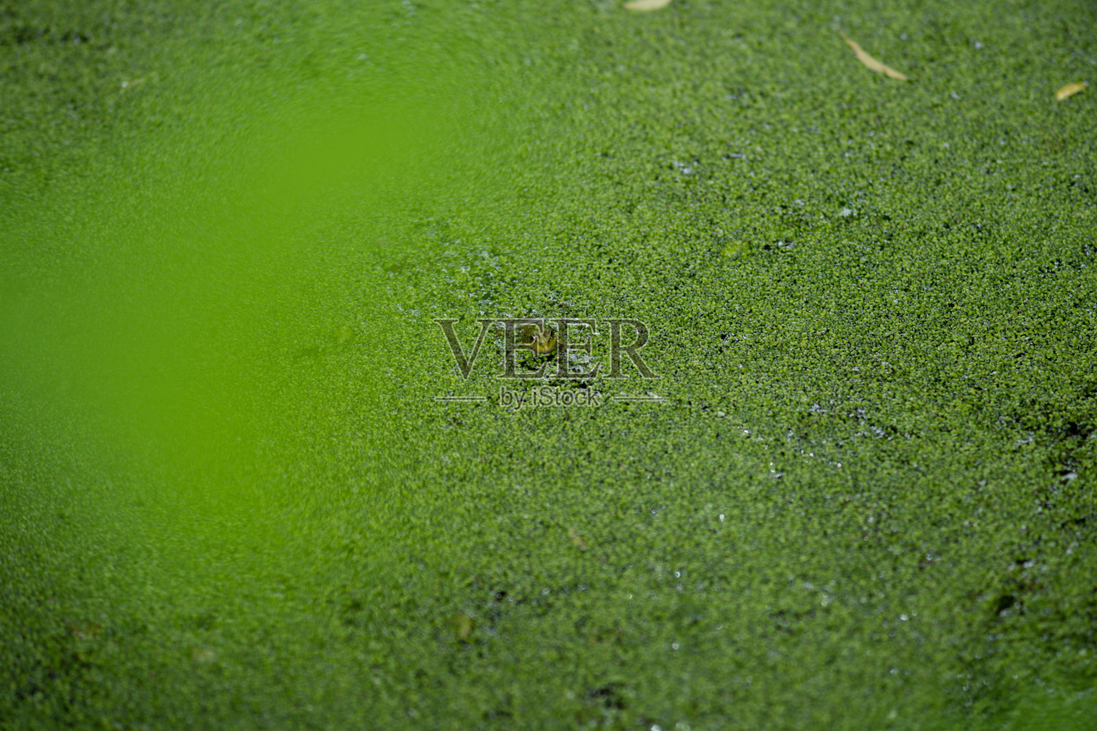 青蛙和水照片摄影图片