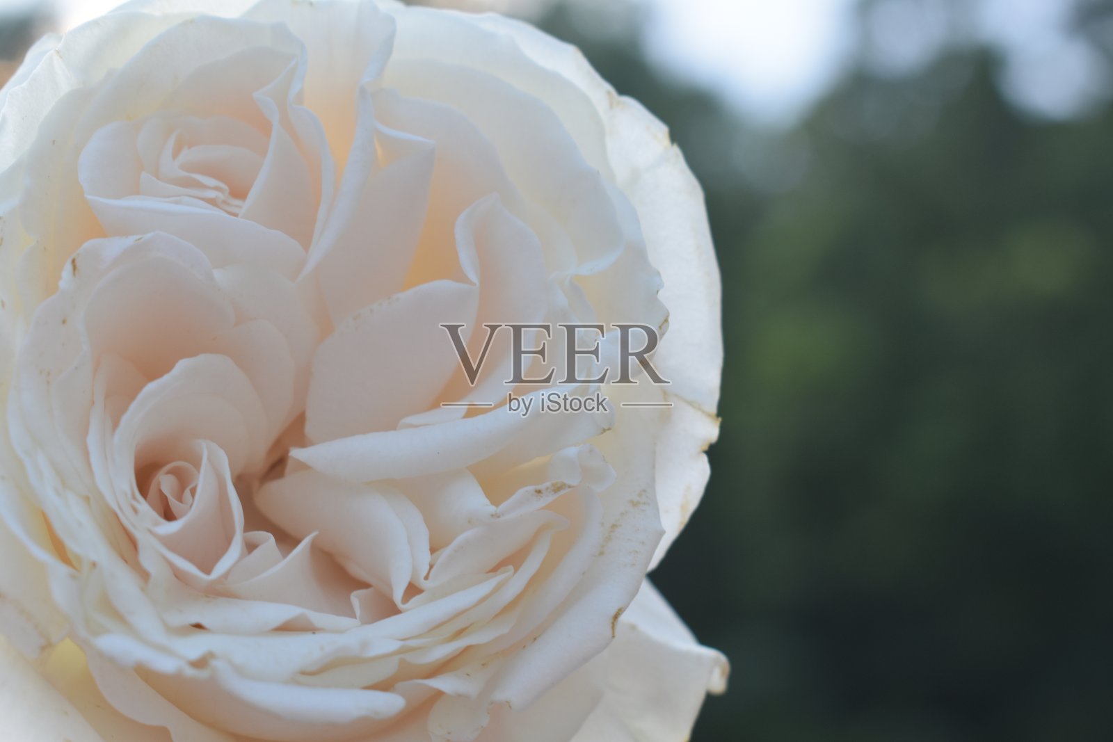 一朵白玫瑰照片摄影图片