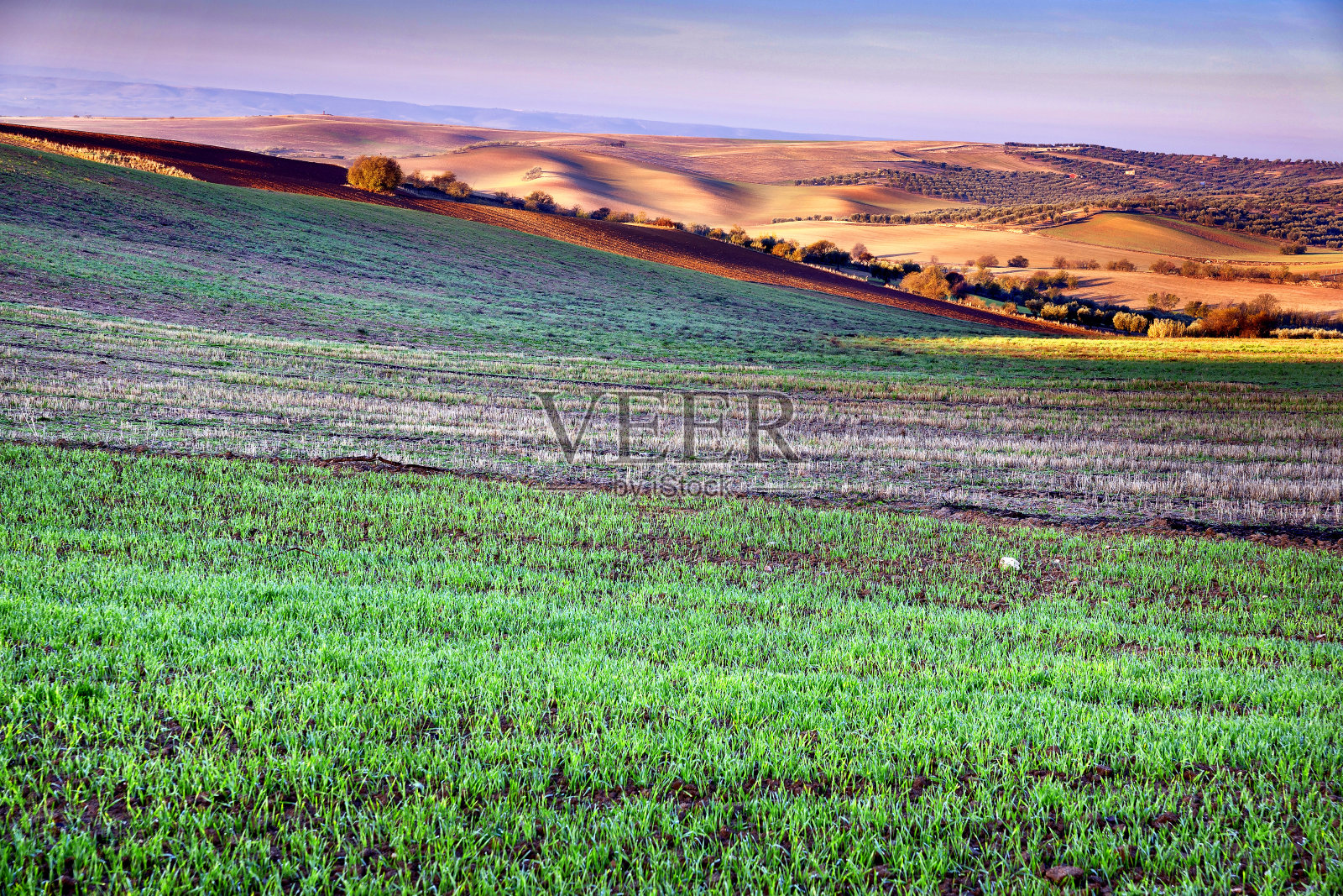 Campo en Burujón照片摄影图片